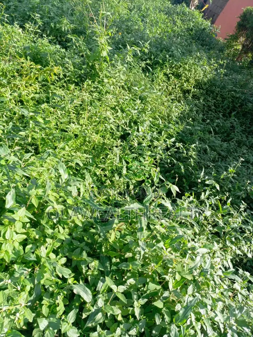 2 Hectares Residential Land at Wasa Phase 1