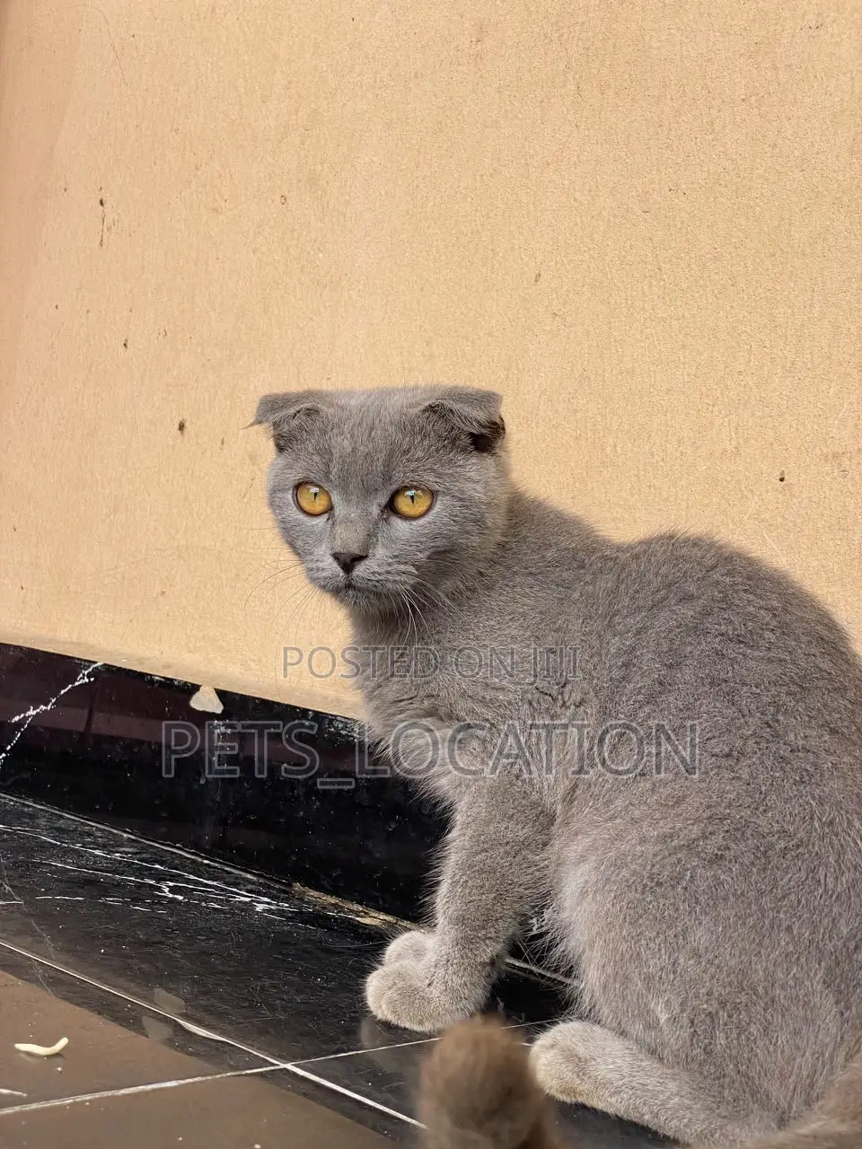 3-6 months Female Purebred Scottish Fold