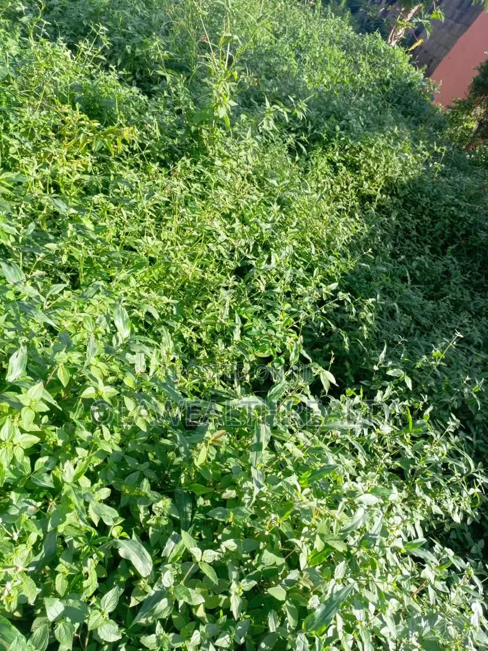 7,700sqm Hotel Land at Mabushi
