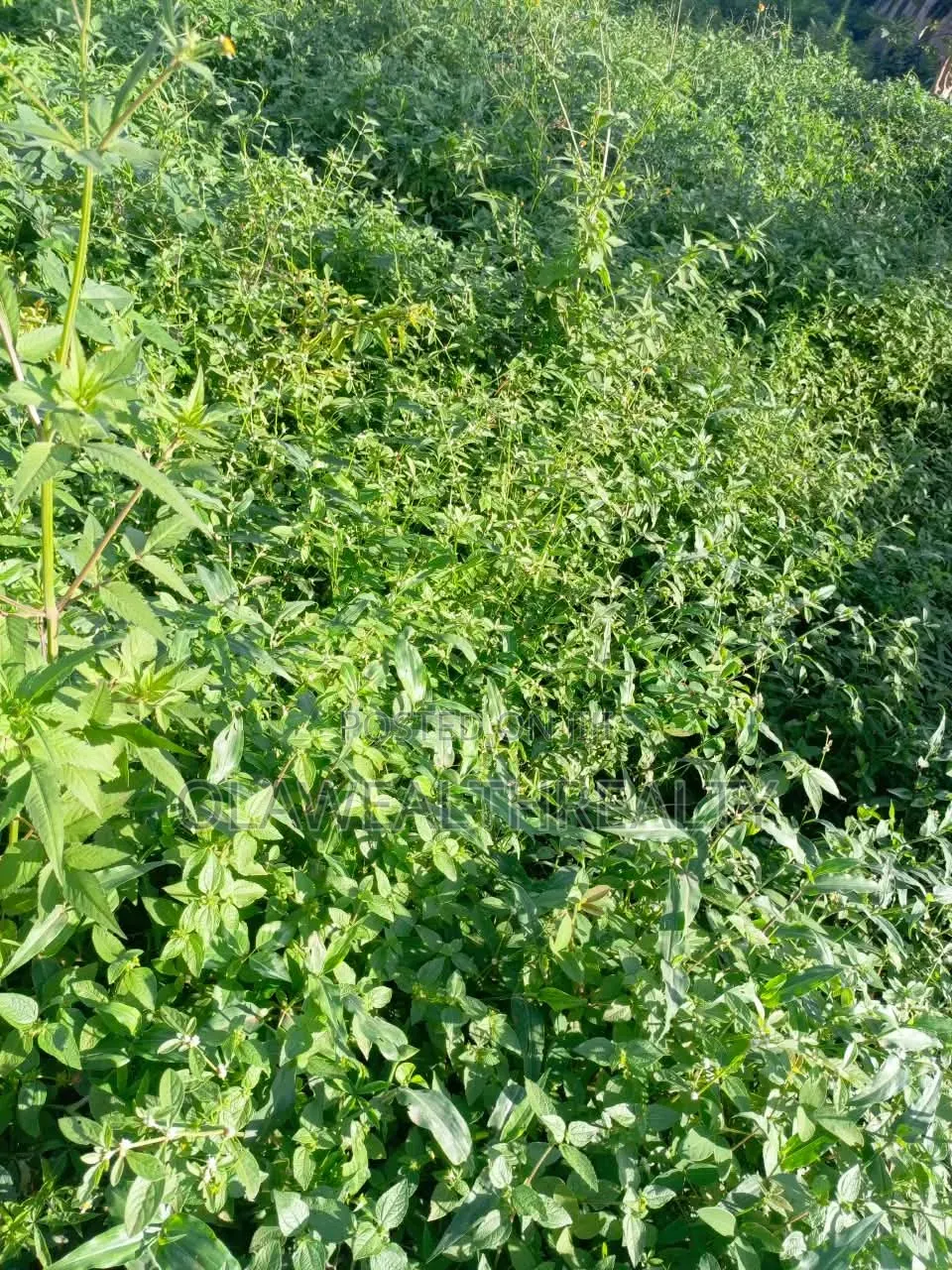 1,800sqm Residential Land at Kaura