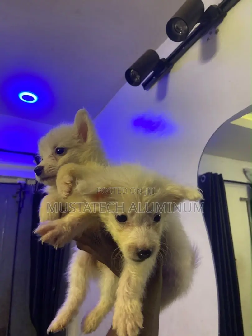 0-1 month Male Purebred American Eskimo