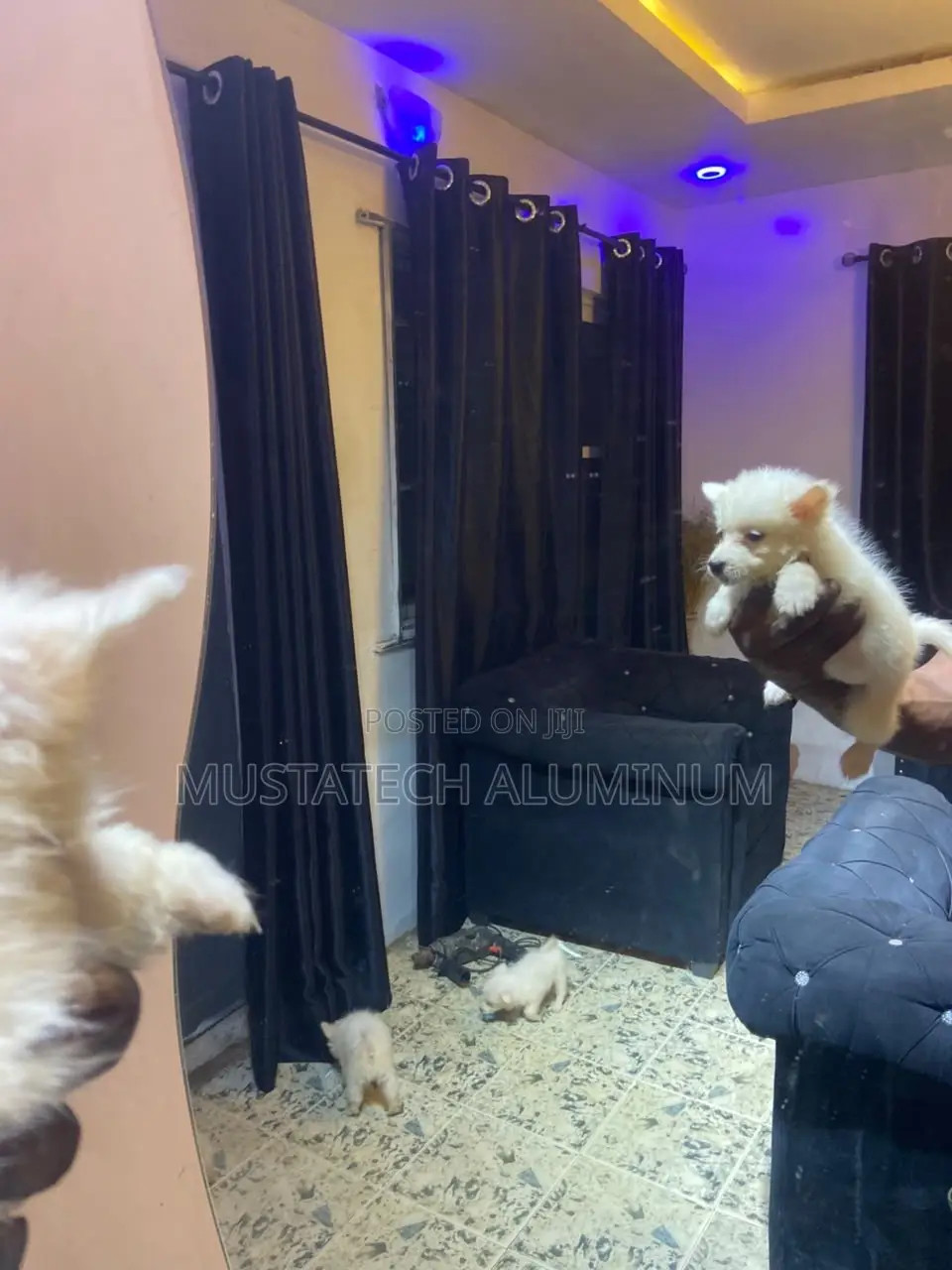 0-1 month Male Purebred American Eskimo