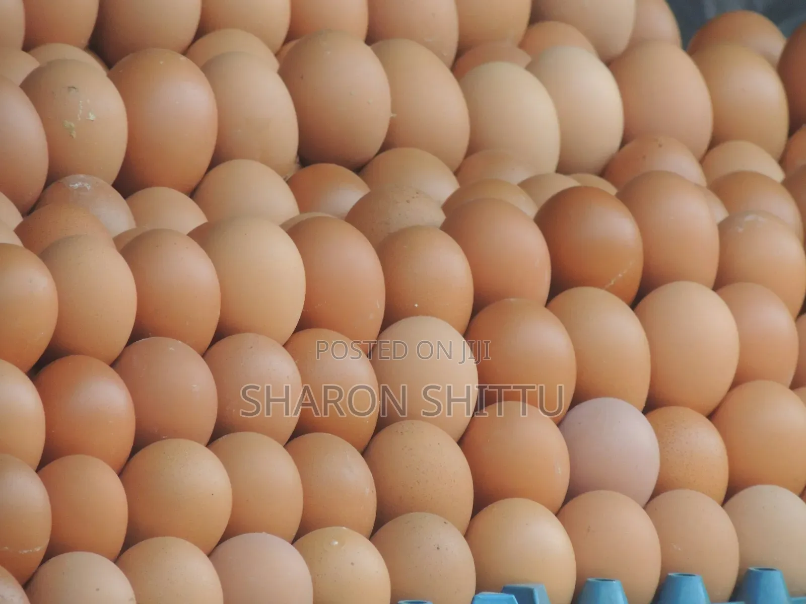 Eggs in Bulk
