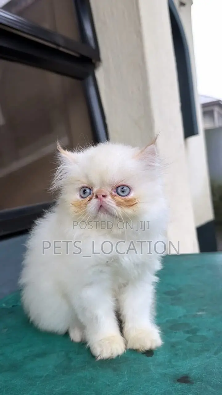 1-3 months Male Purebred Persian
