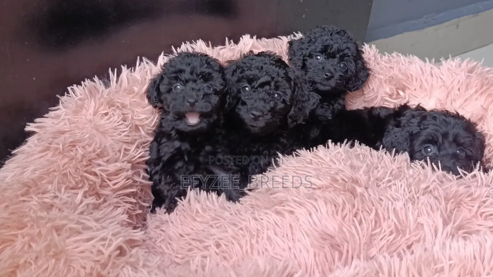 1-3 months Male Purebred Poodle