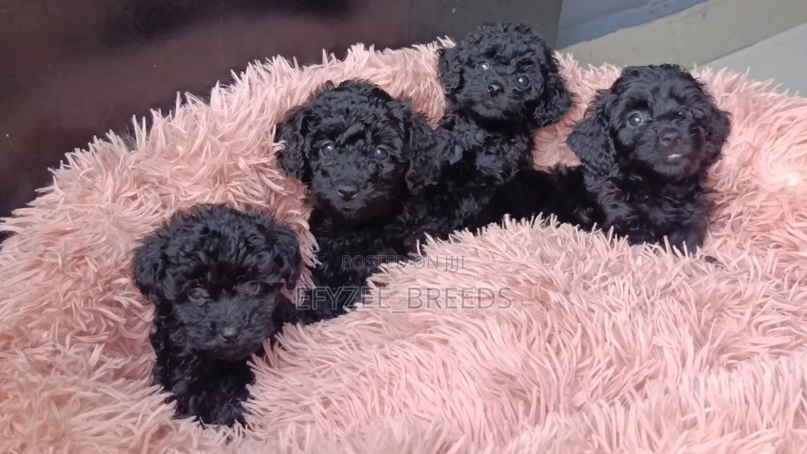 1-3 months Male Purebred Poodle