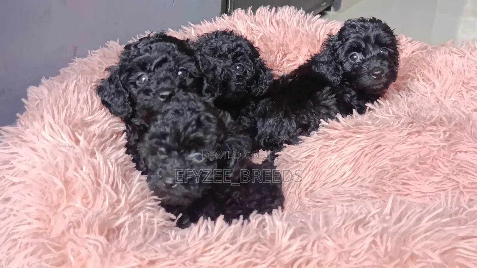 1-3 months Male Purebred Poodle