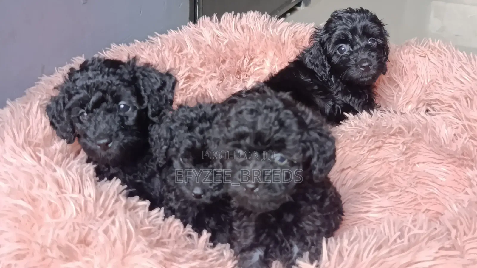 1-3 months Male Purebred Poodle