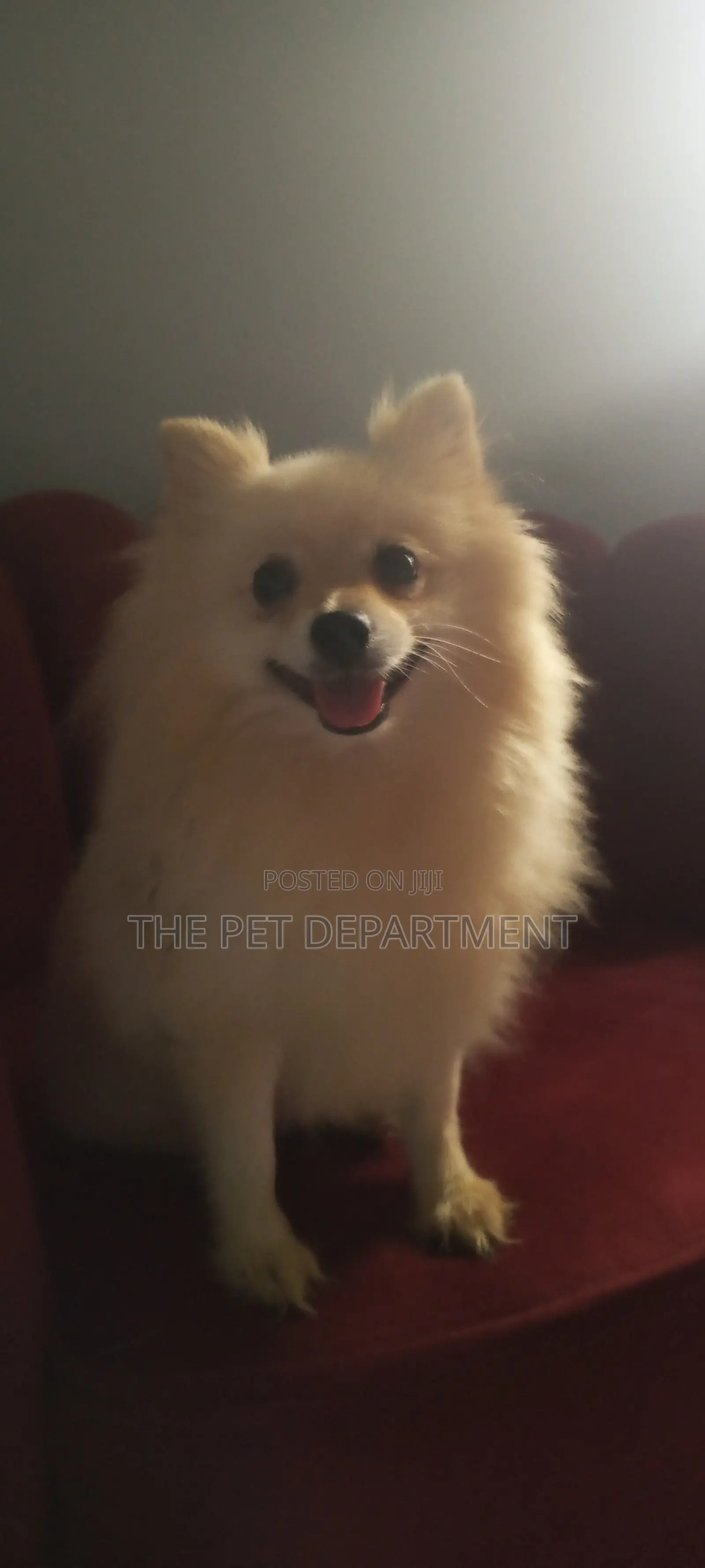 1+ year Female Purebred Pomeranian