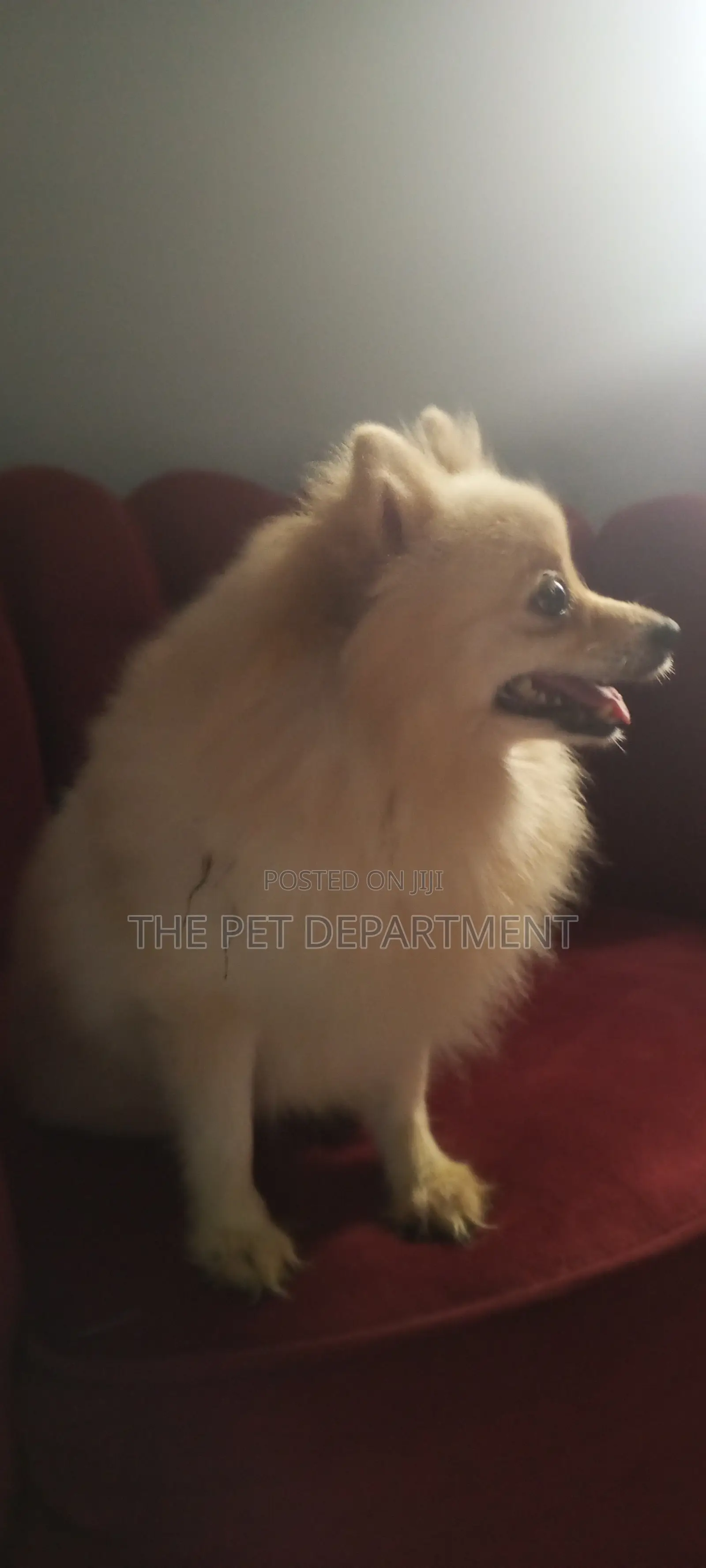 1+ year Female Purebred Pomeranian