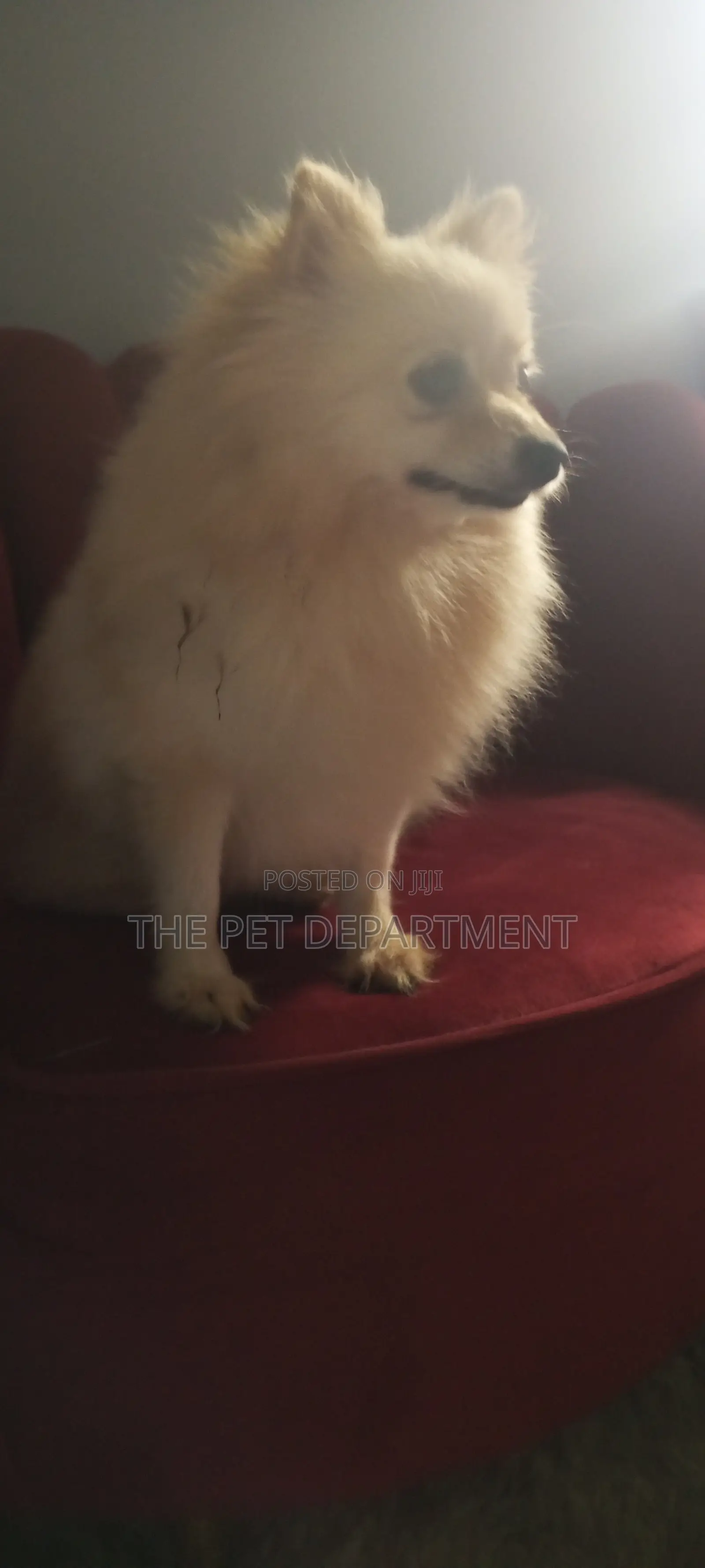1+ year Female Purebred Pomeranian
