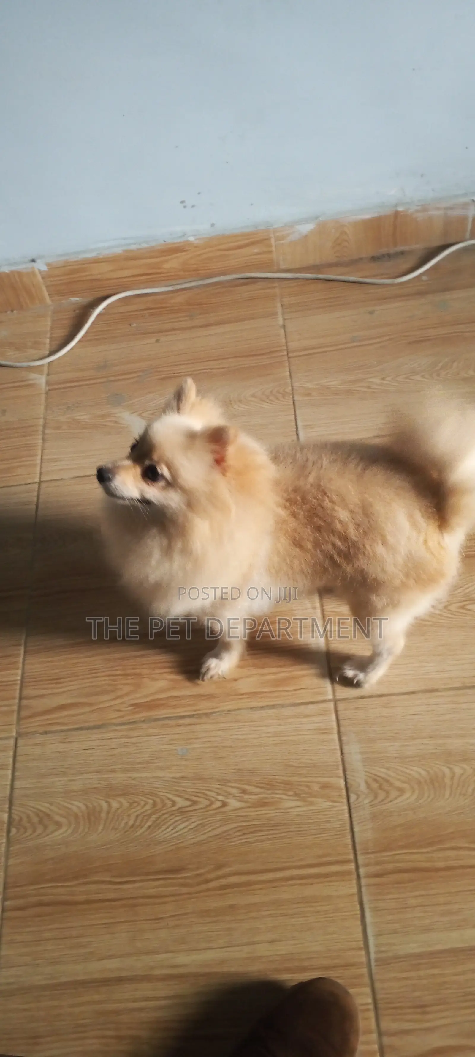 1+ year Female Purebred Pomeranian