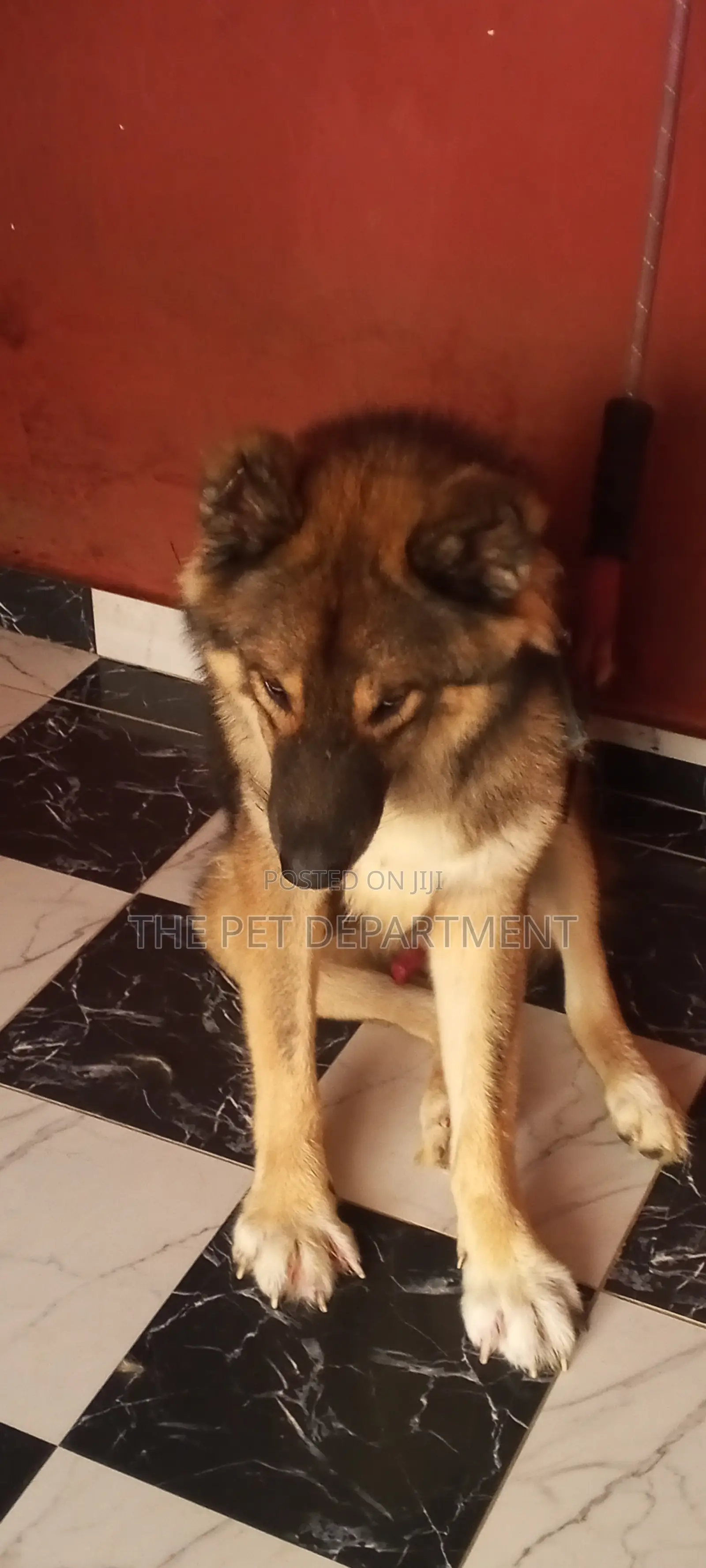 1+ year Male Purebred Caucasian Shepherd