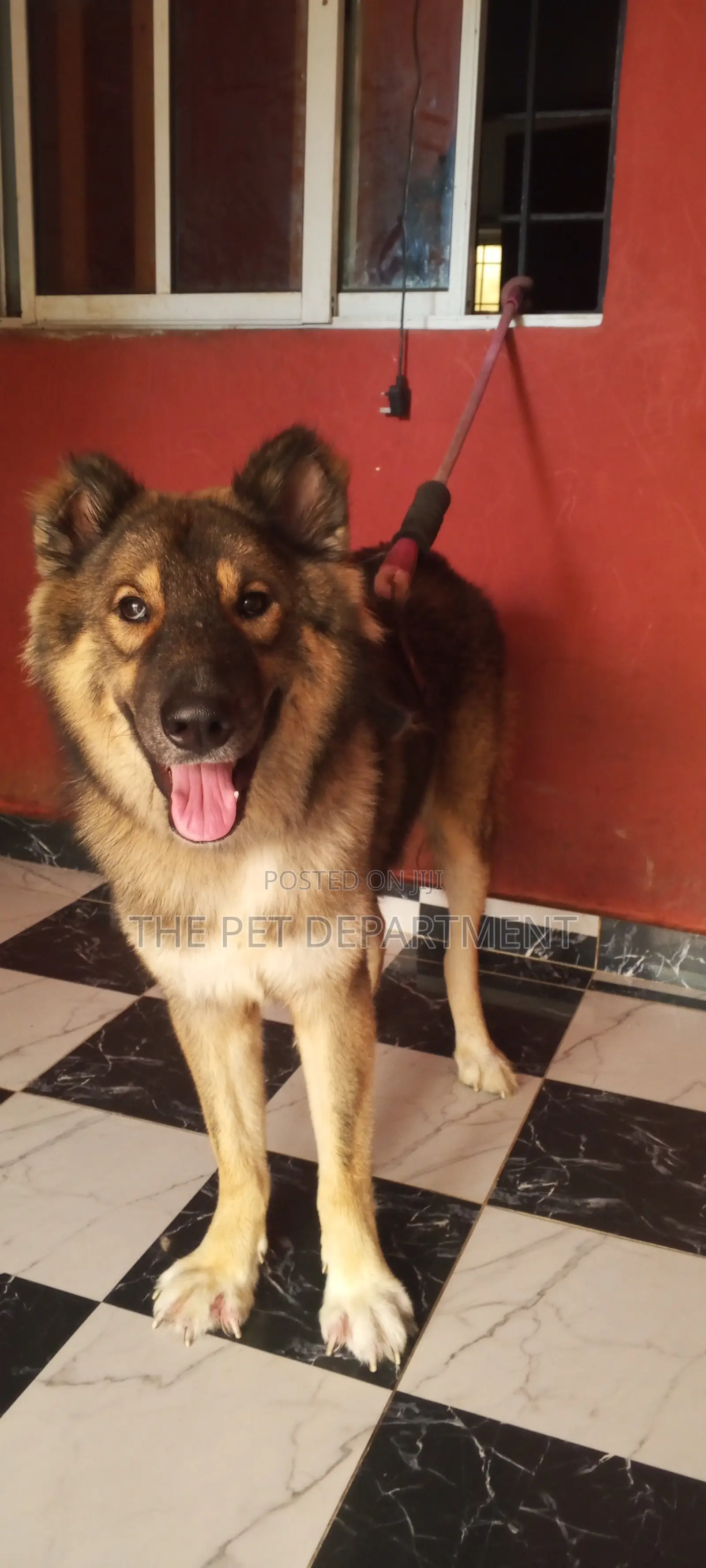 1+ year Male Purebred Caucasian Shepherd