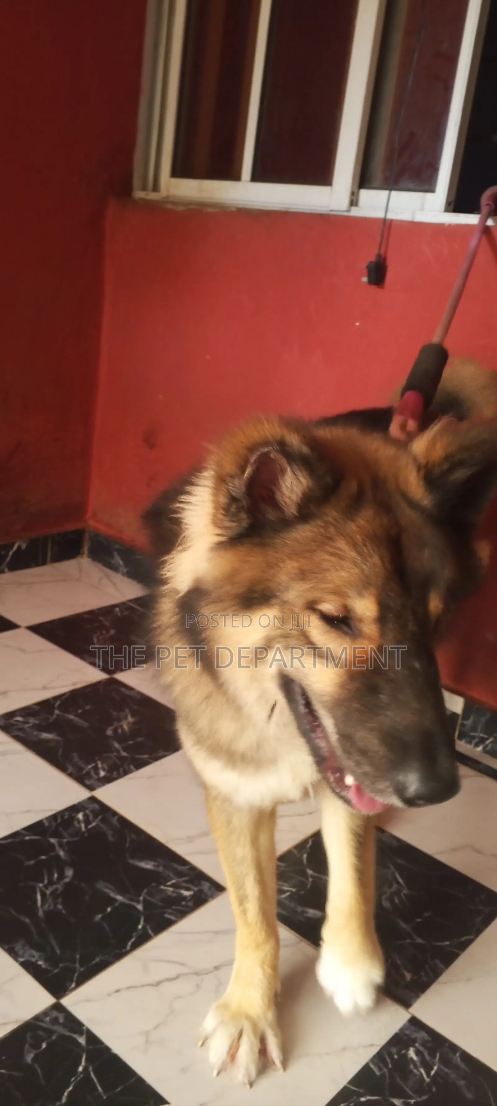1+ year Male Purebred Caucasian Shepherd