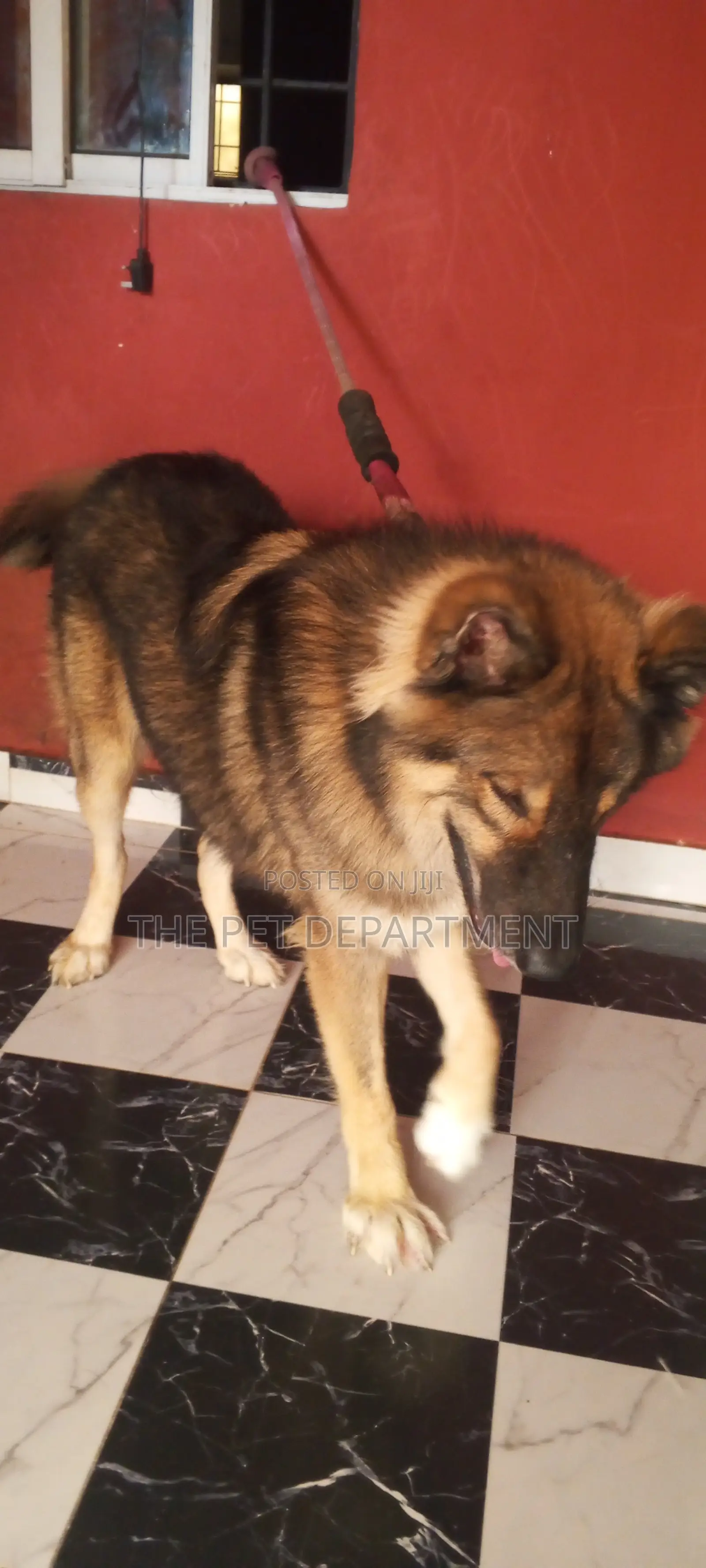 1+ year Male Purebred Caucasian Shepherd