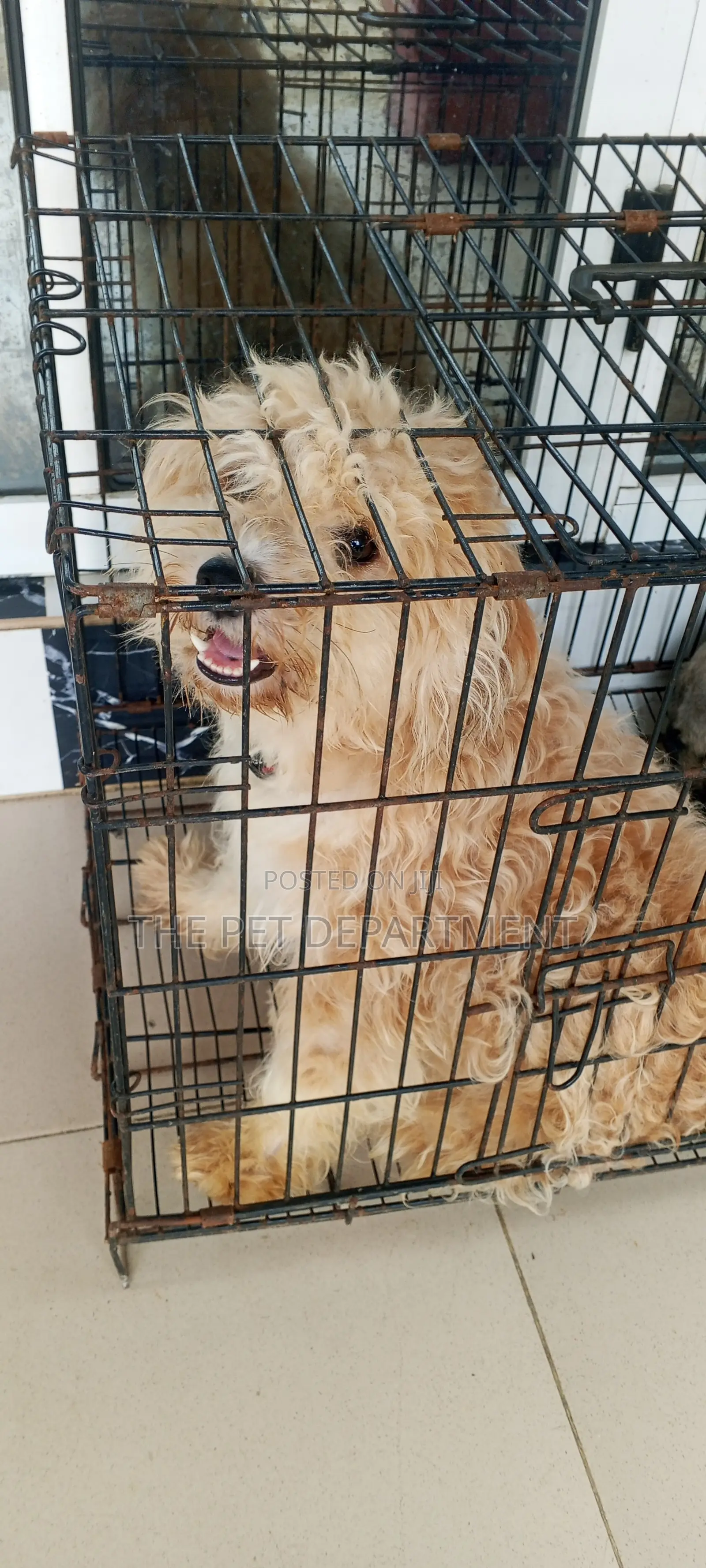 1+ year Male Purebred Lhasa Apso