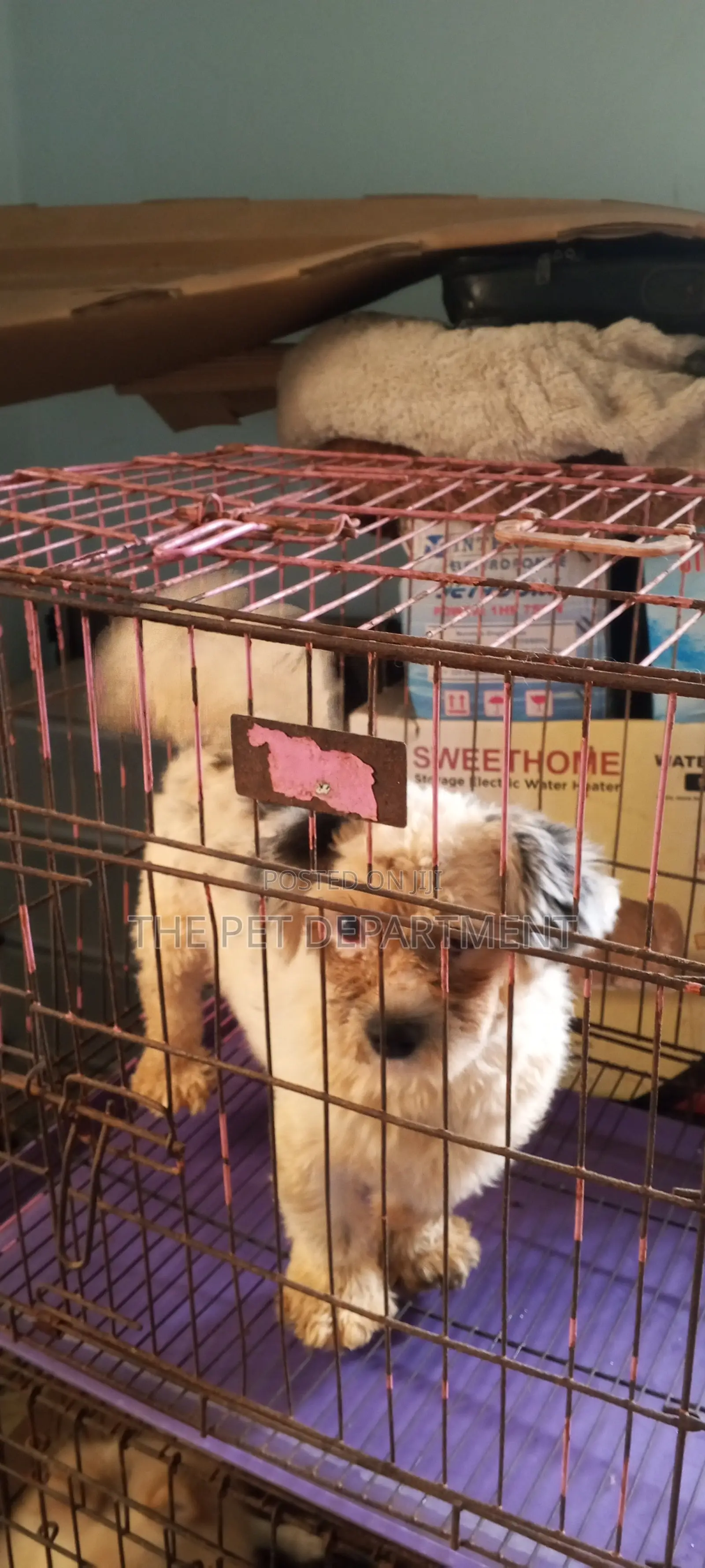 1+ year Male Purebred Lhasa Apso