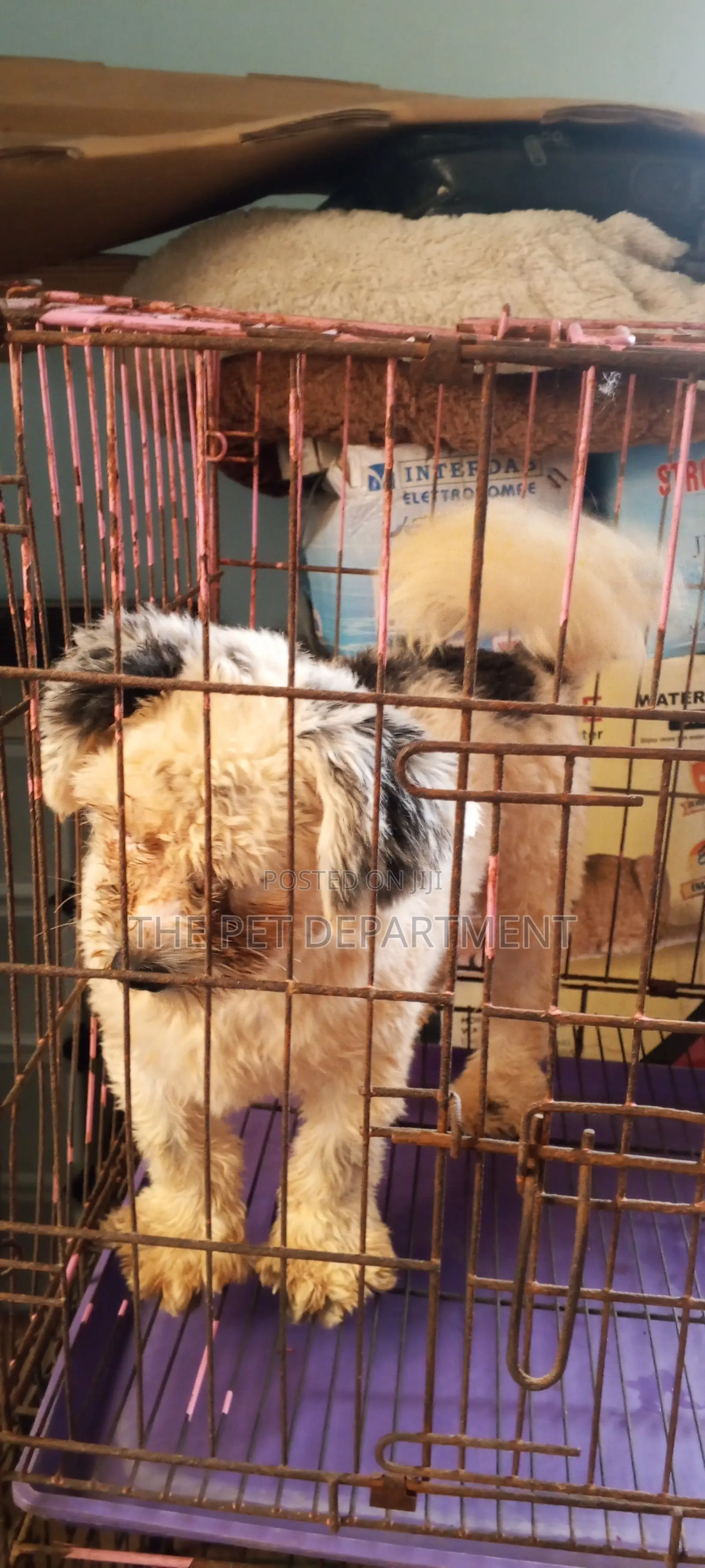 1+ year Male Purebred Lhasa Apso