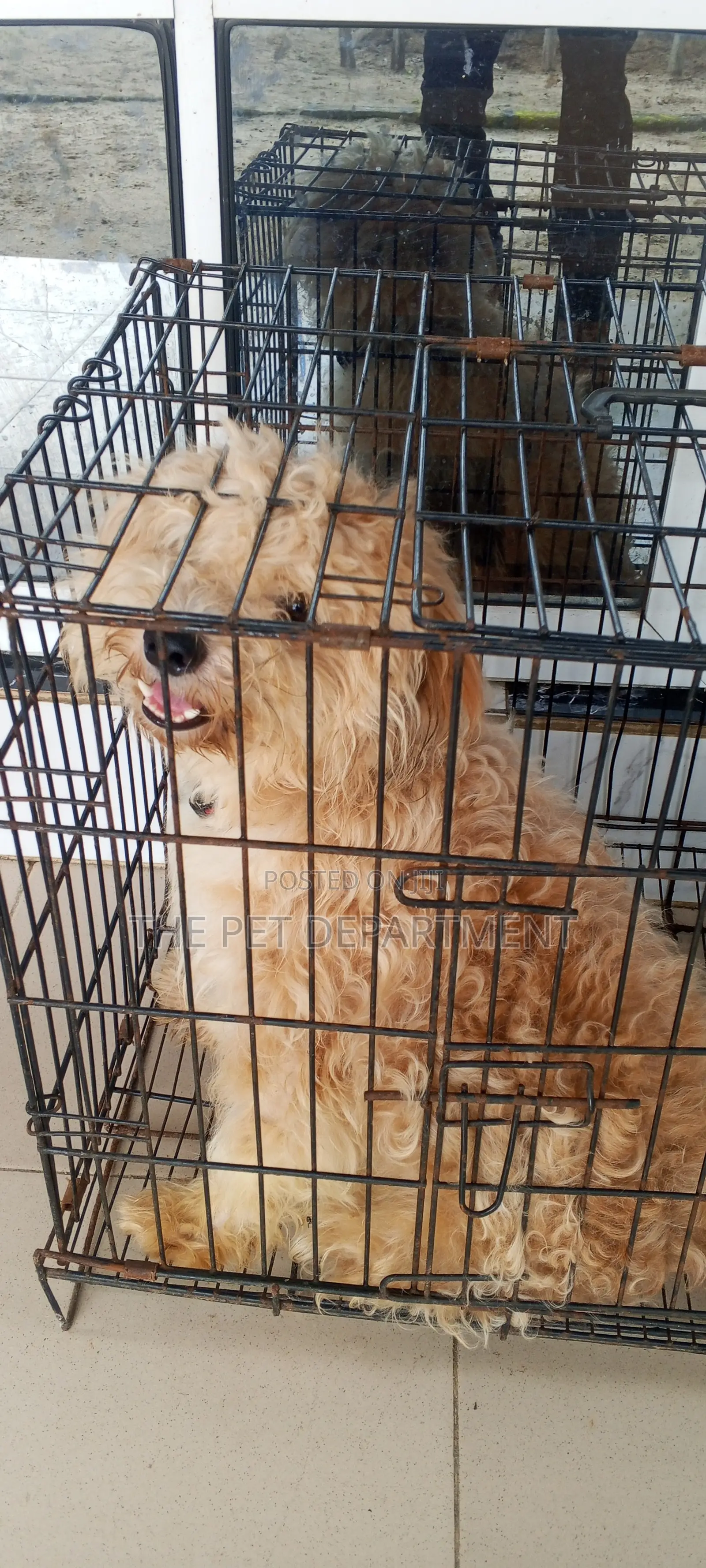 1+ year Male Purebred Lhasa Apso