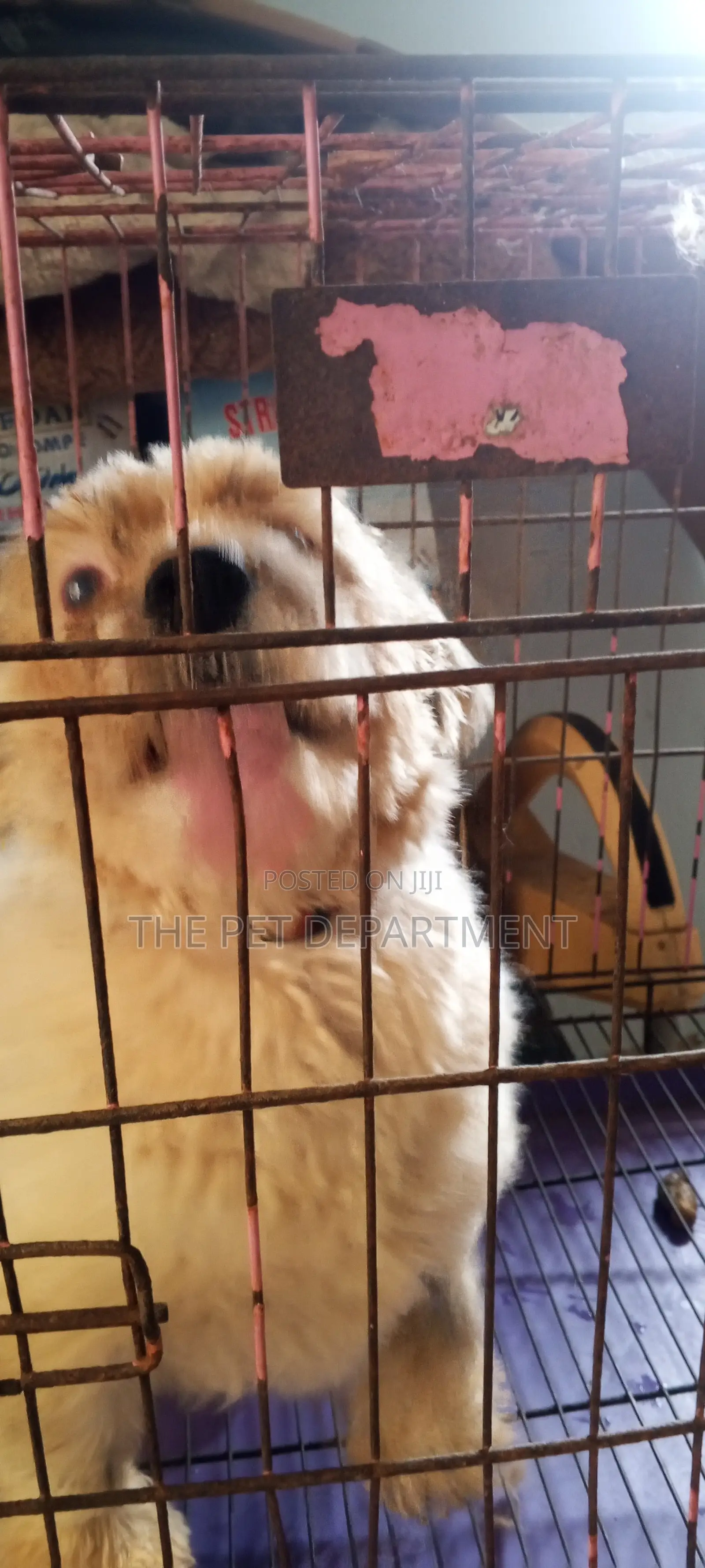 1+ year Male Purebred Lhasa Apso