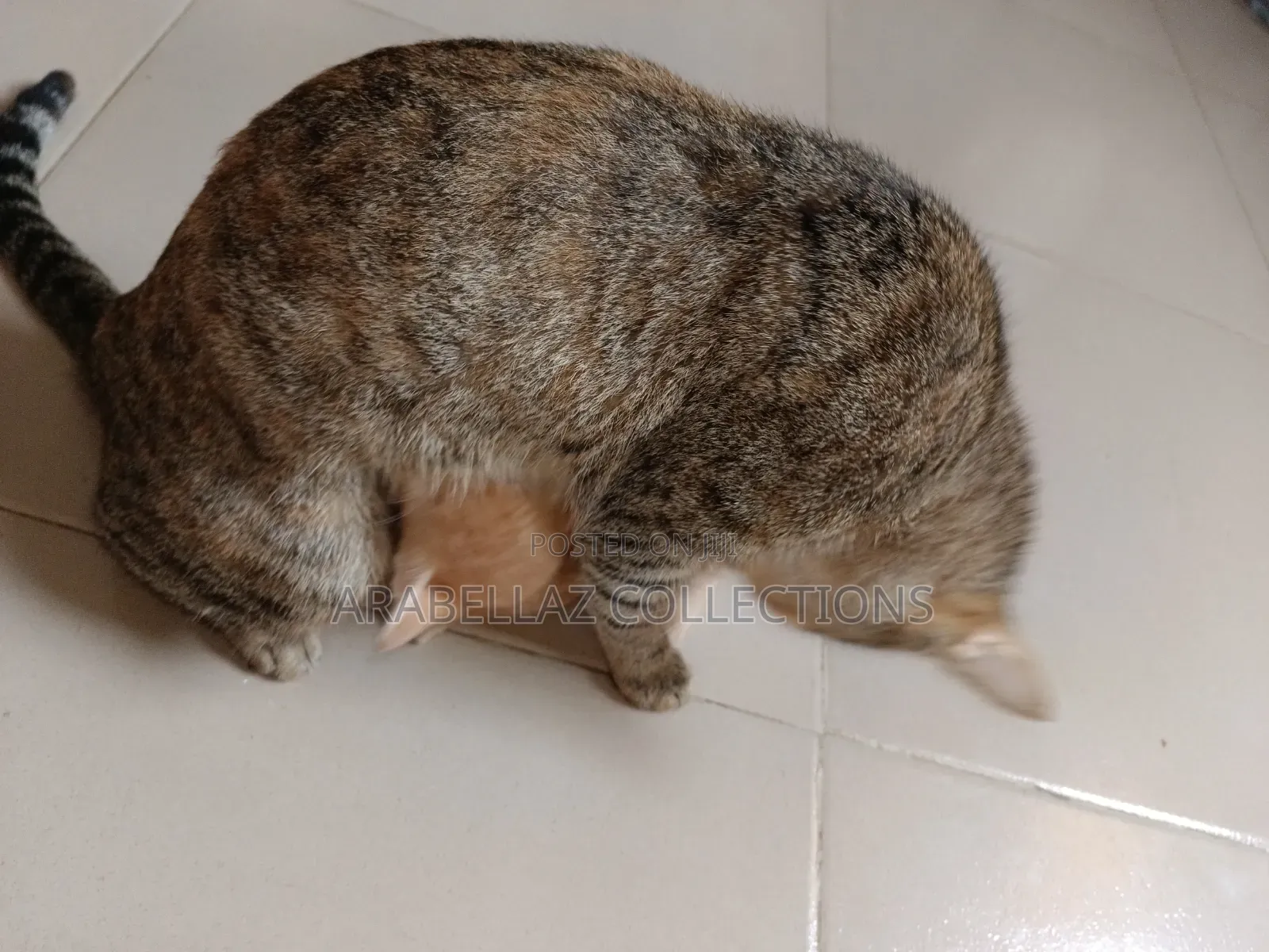 0-1 month Female Purebred Cat