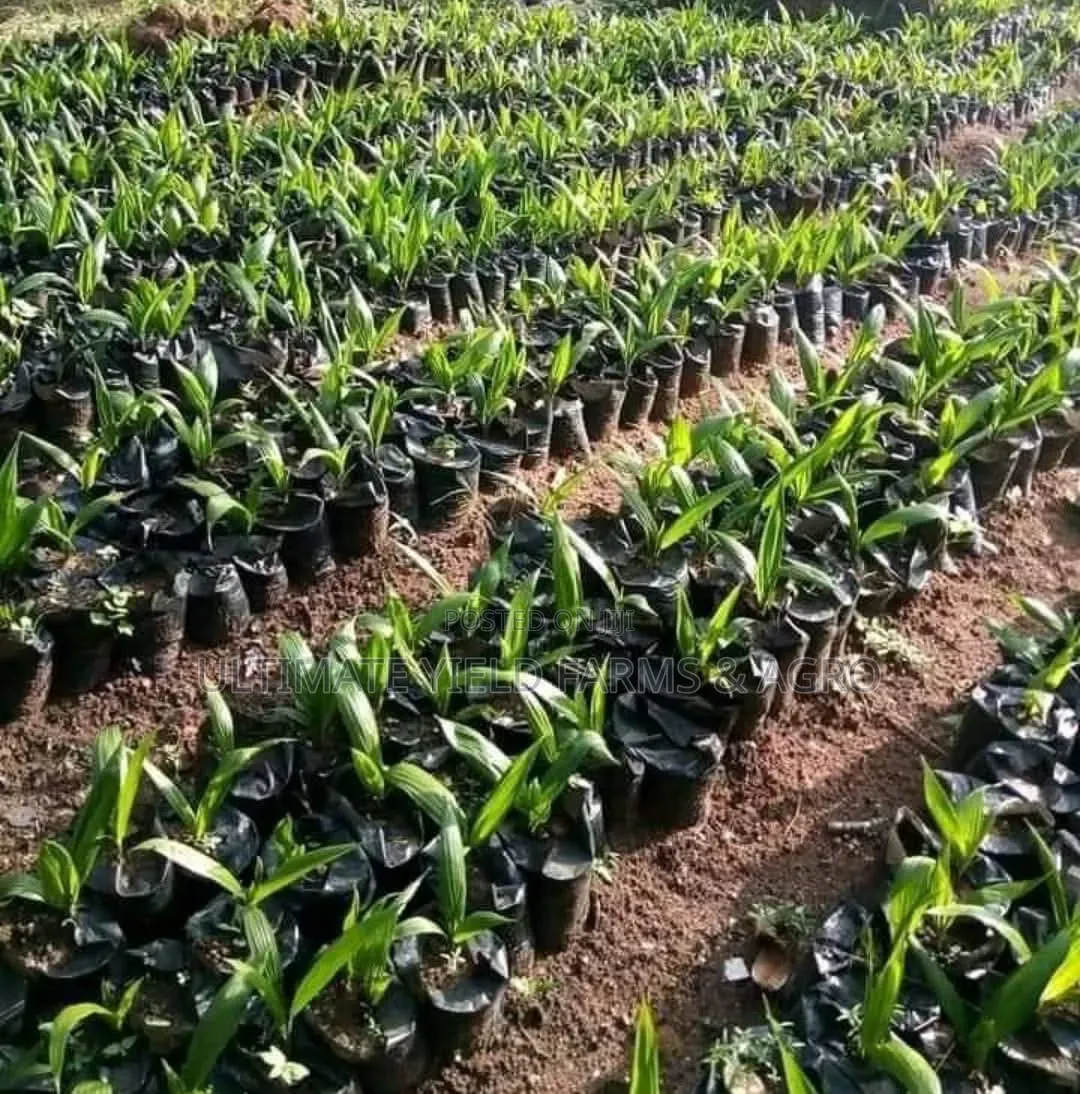 Expert Oil Palm Nursery Setup for Farmers and Investors