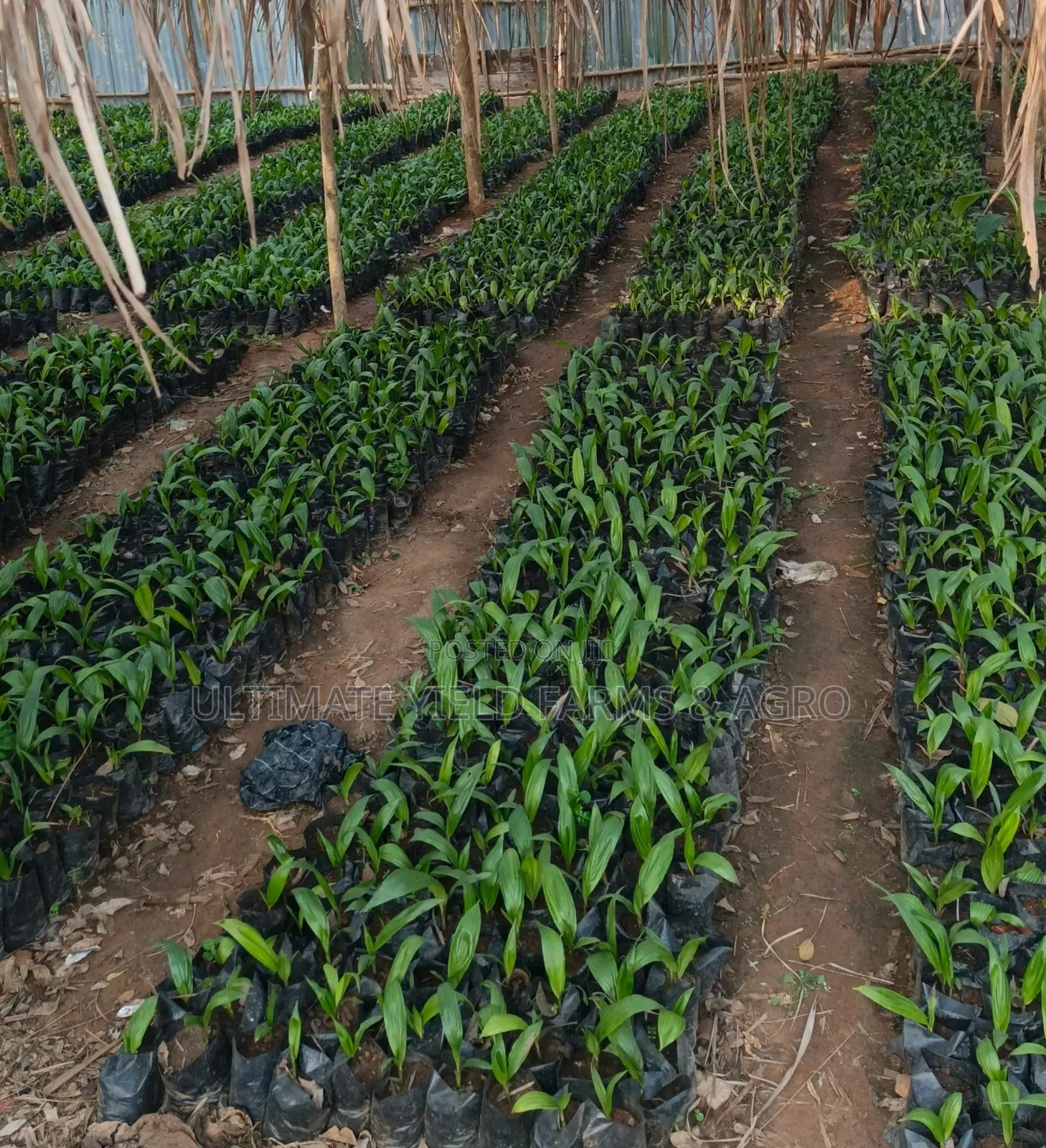 Expert Oil Palm Nursery Setup for Farmers and Investors