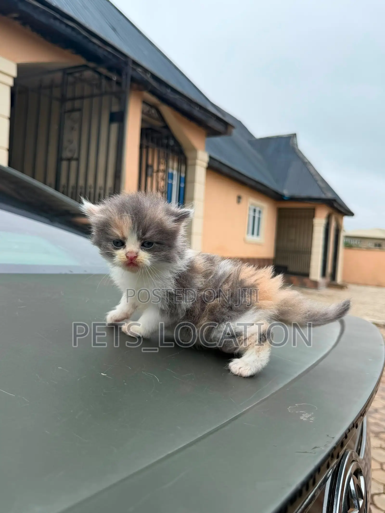 1-3 months Female Purebred Persian