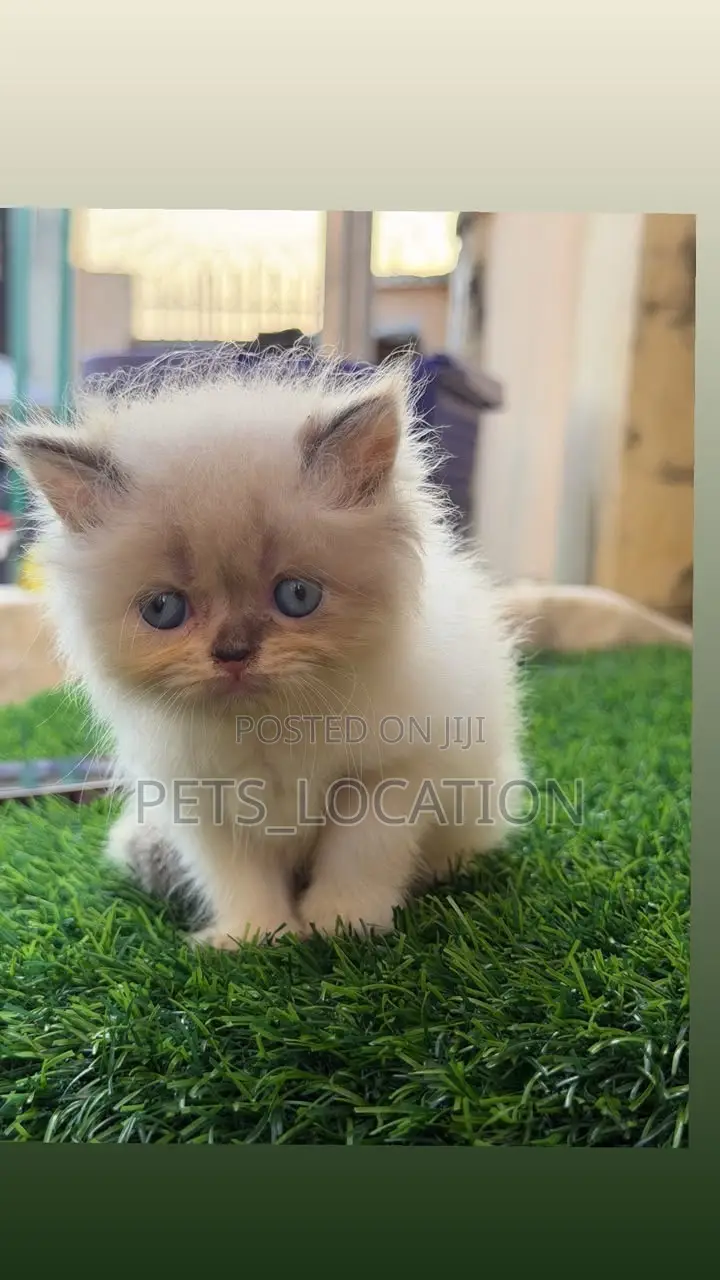 1-3 months Female Purebred Persian