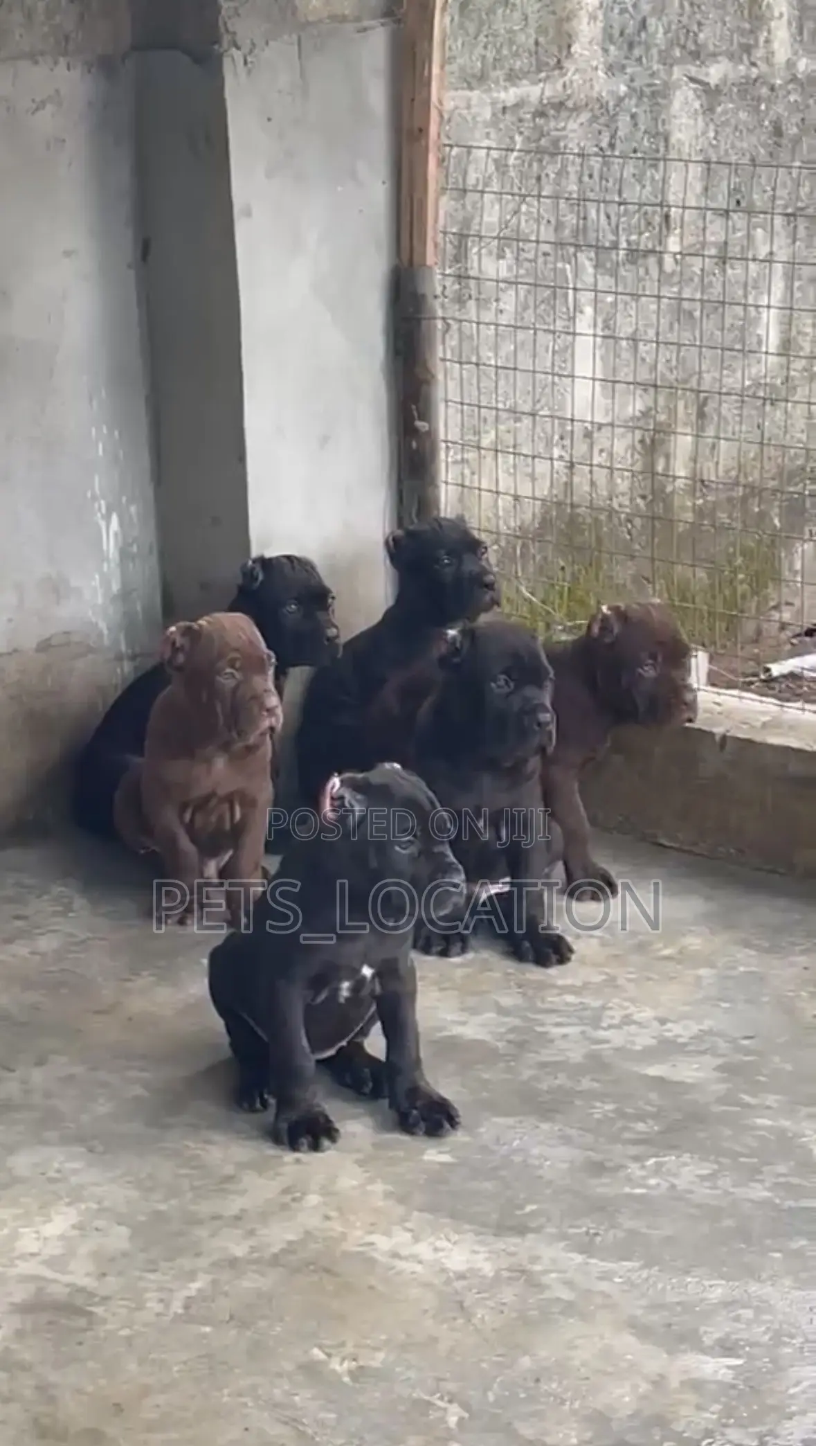 1-3 months Female Purebred Cane Corso