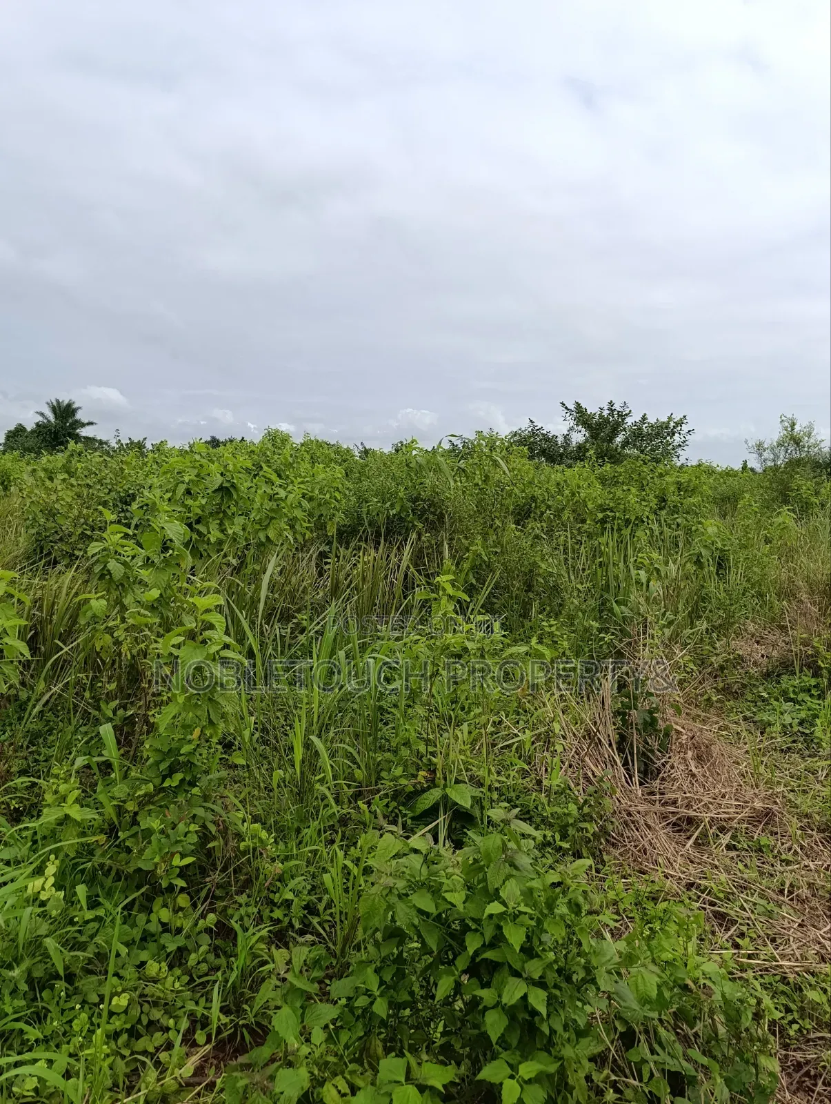 Industrial Farmland at Awowo Ogun State