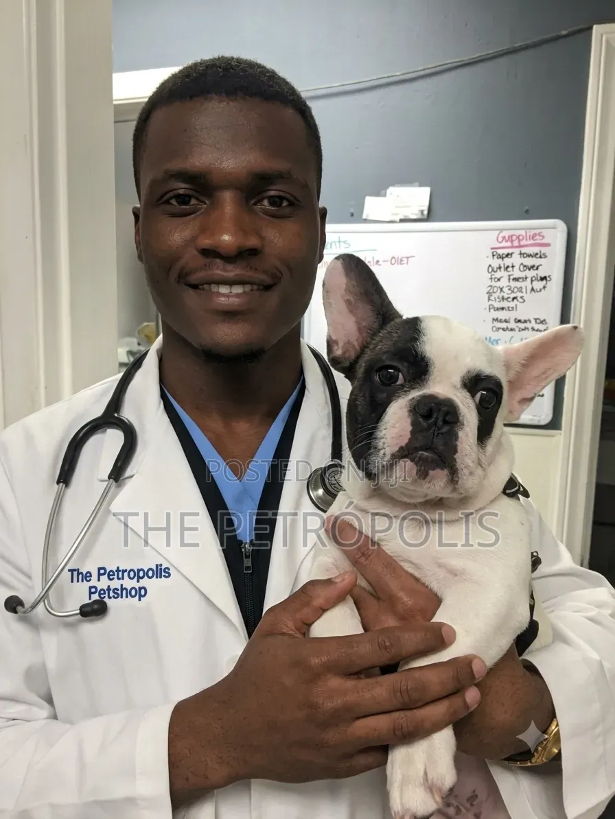 Dog Doctor in Ogun Lagos | Veterinary Care, Vaccination, Ticks Fleas