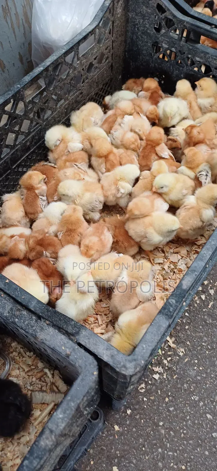 BROILER CHICKENS FOR SALE | Day-Old to Jumbo Fresh Healthy Birds