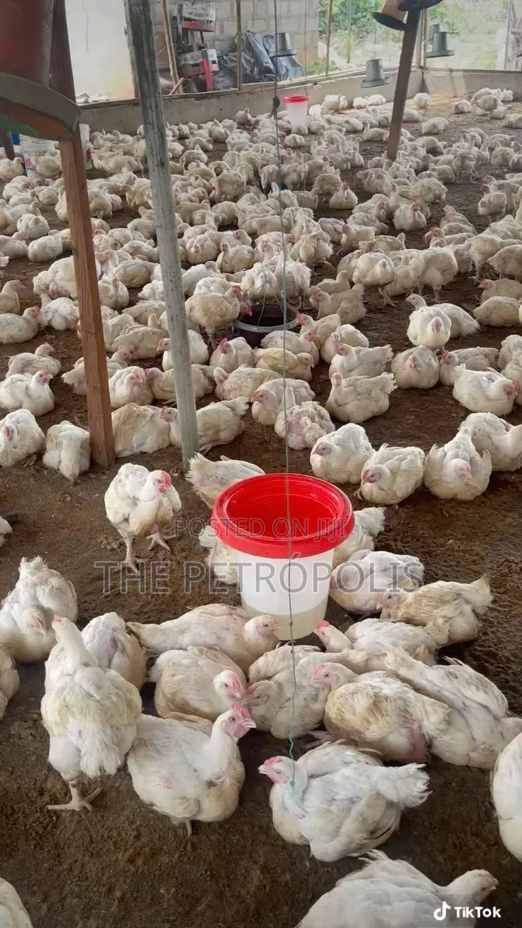 BROILER CHICKENS FOR SALE | Day-Old to Jumbo Fresh Healthy Birds