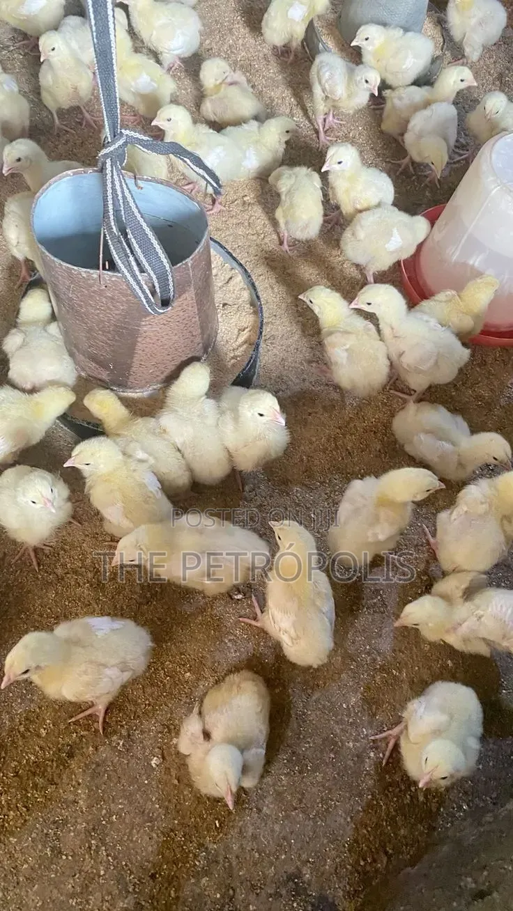 BROILER CHICKENS FOR SALE | Day-Old to Jumbo Fresh Healthy Birds