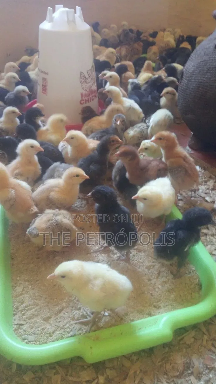 BROILER CHICKENS FOR SALE | Day-Old to Jumbo Fresh Healthy Birds