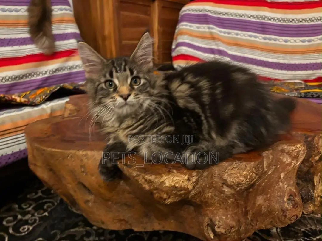 3-6 months Female Purebred Maine Coon