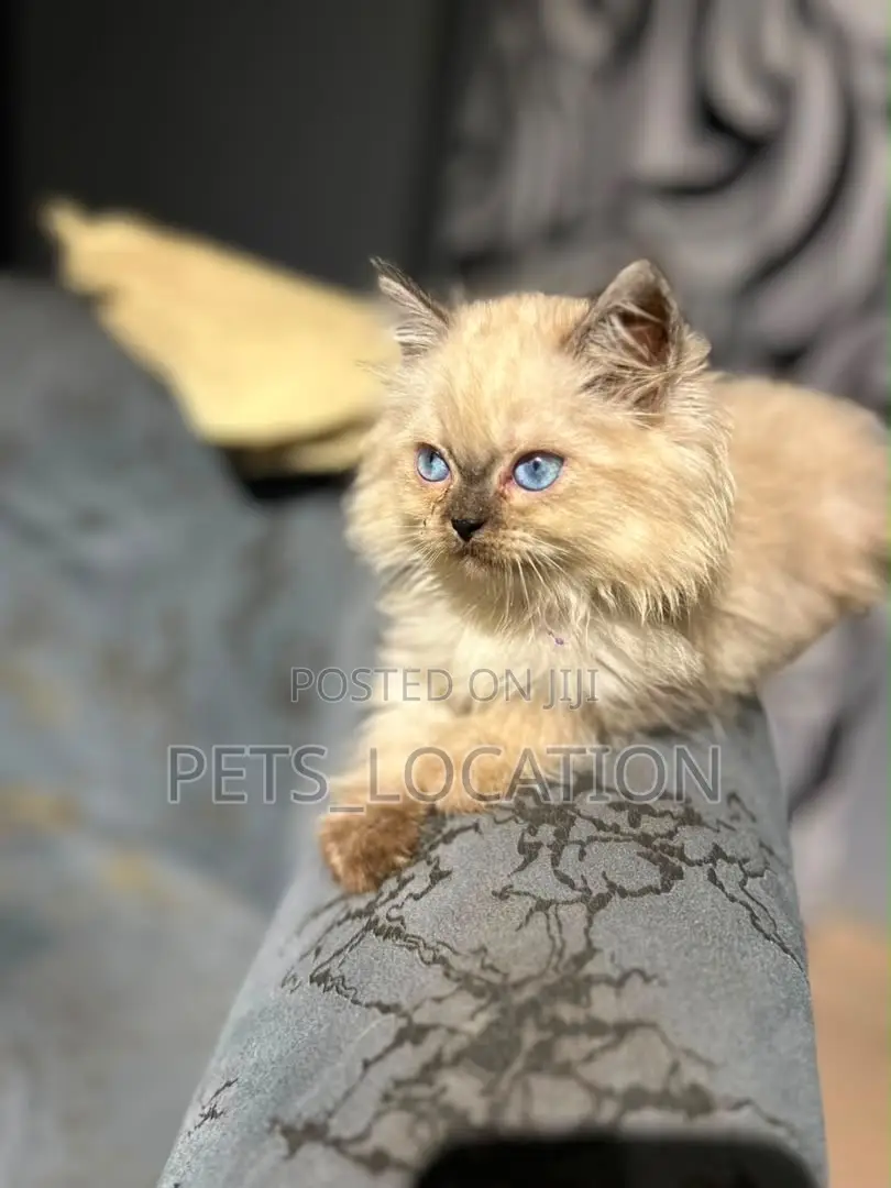 1-3 months Female Purebred Persian