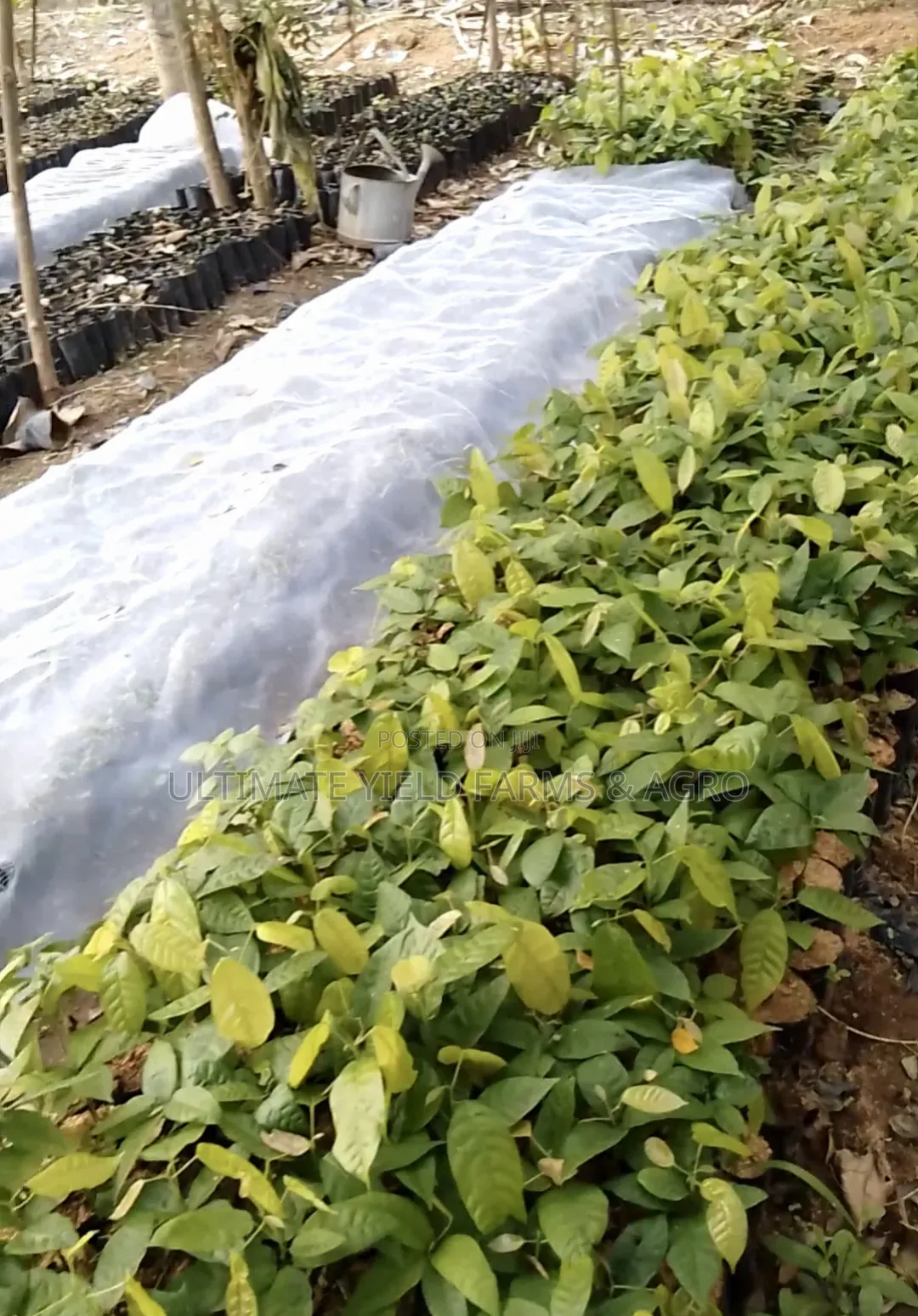 Commercial Cocoa Various Hybrid Plantation Setup