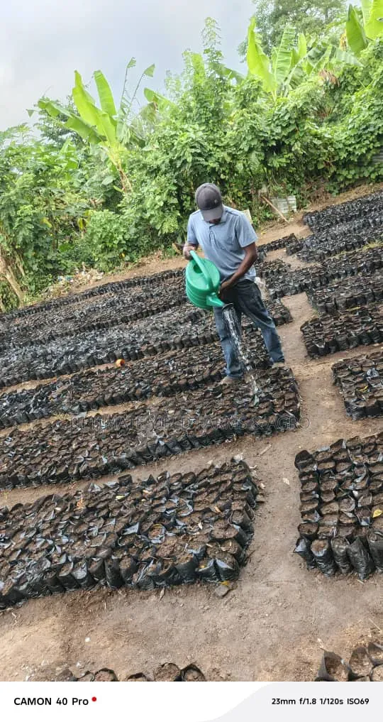 Commercial Cocoa Various Hybrid Plantation Setup
