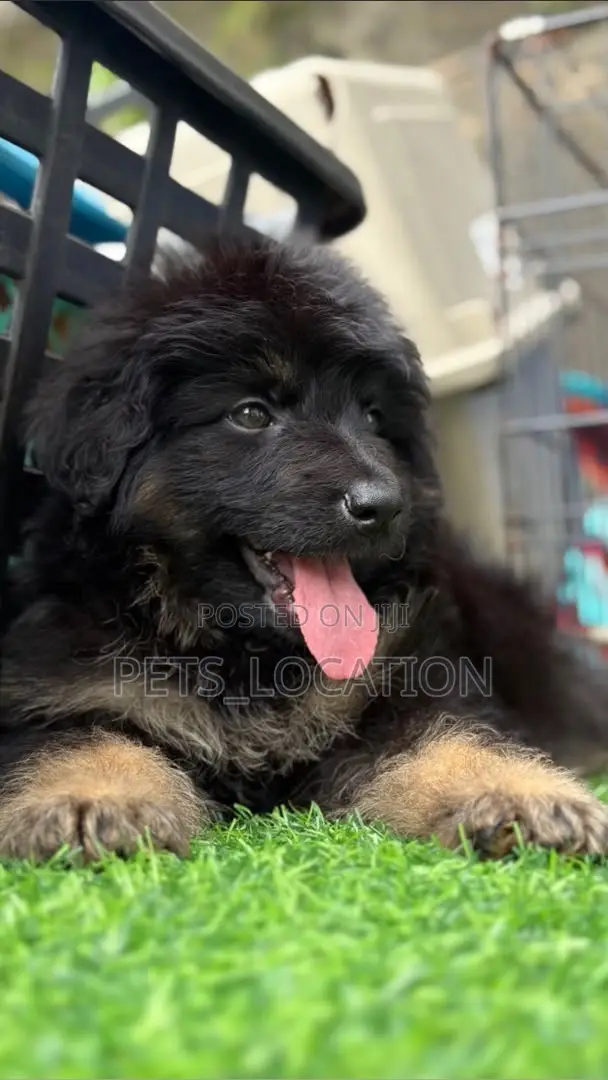 1-3 months Female Purebred German Shepherd