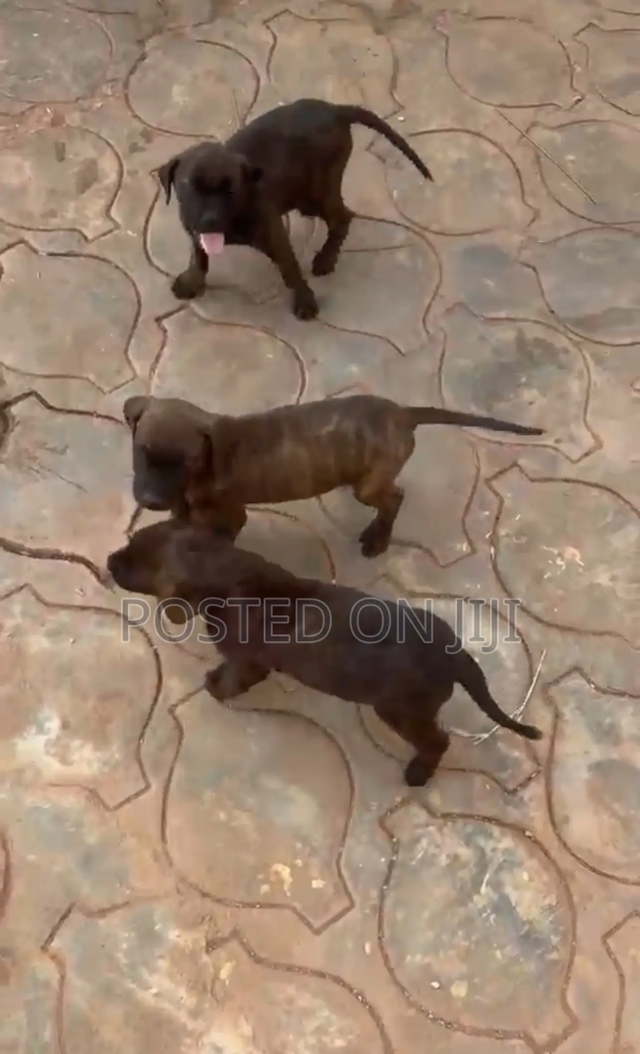 1-3 months Male Purebred Boerboel