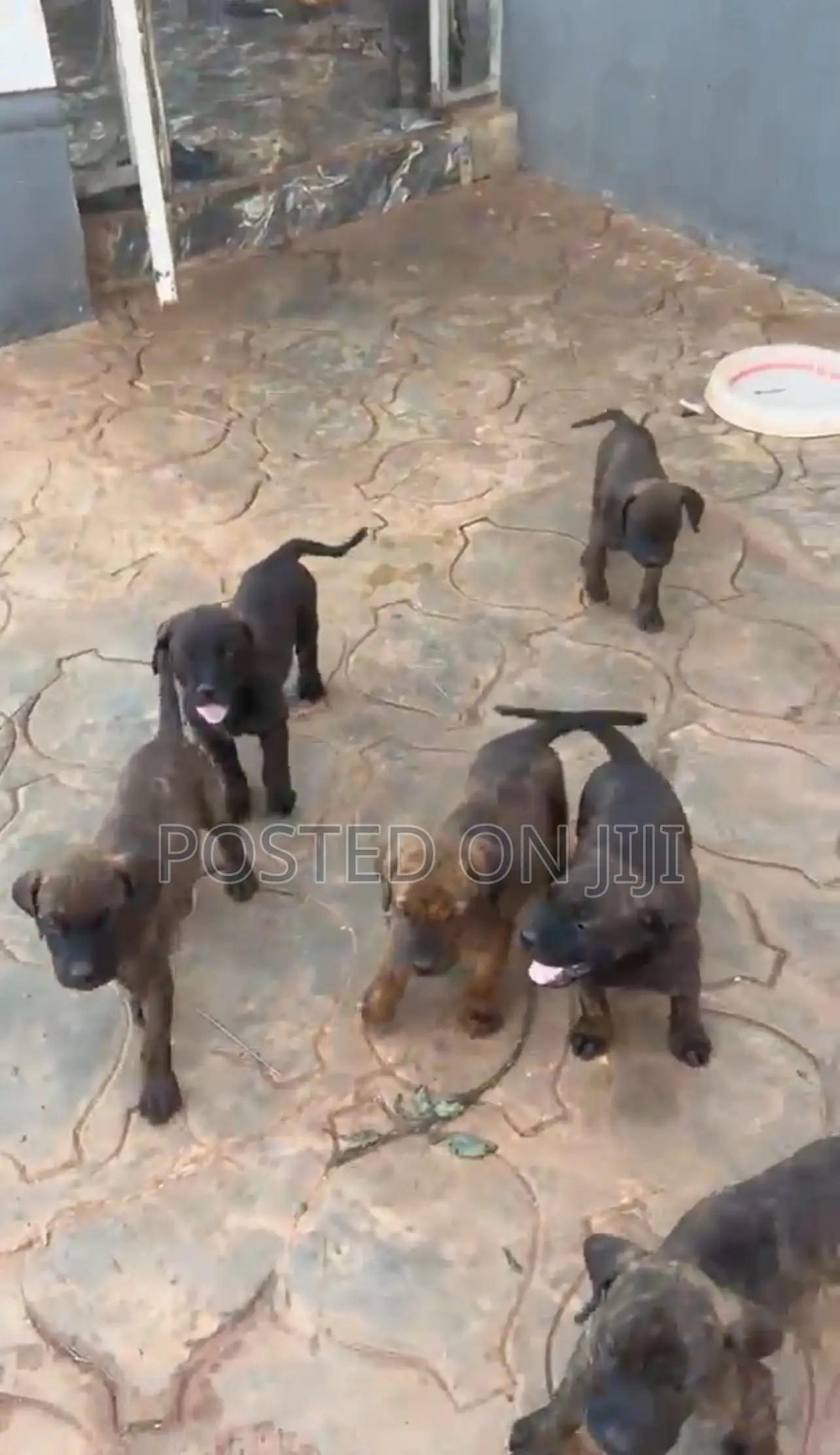 1-3 months Male Purebred Boerboel