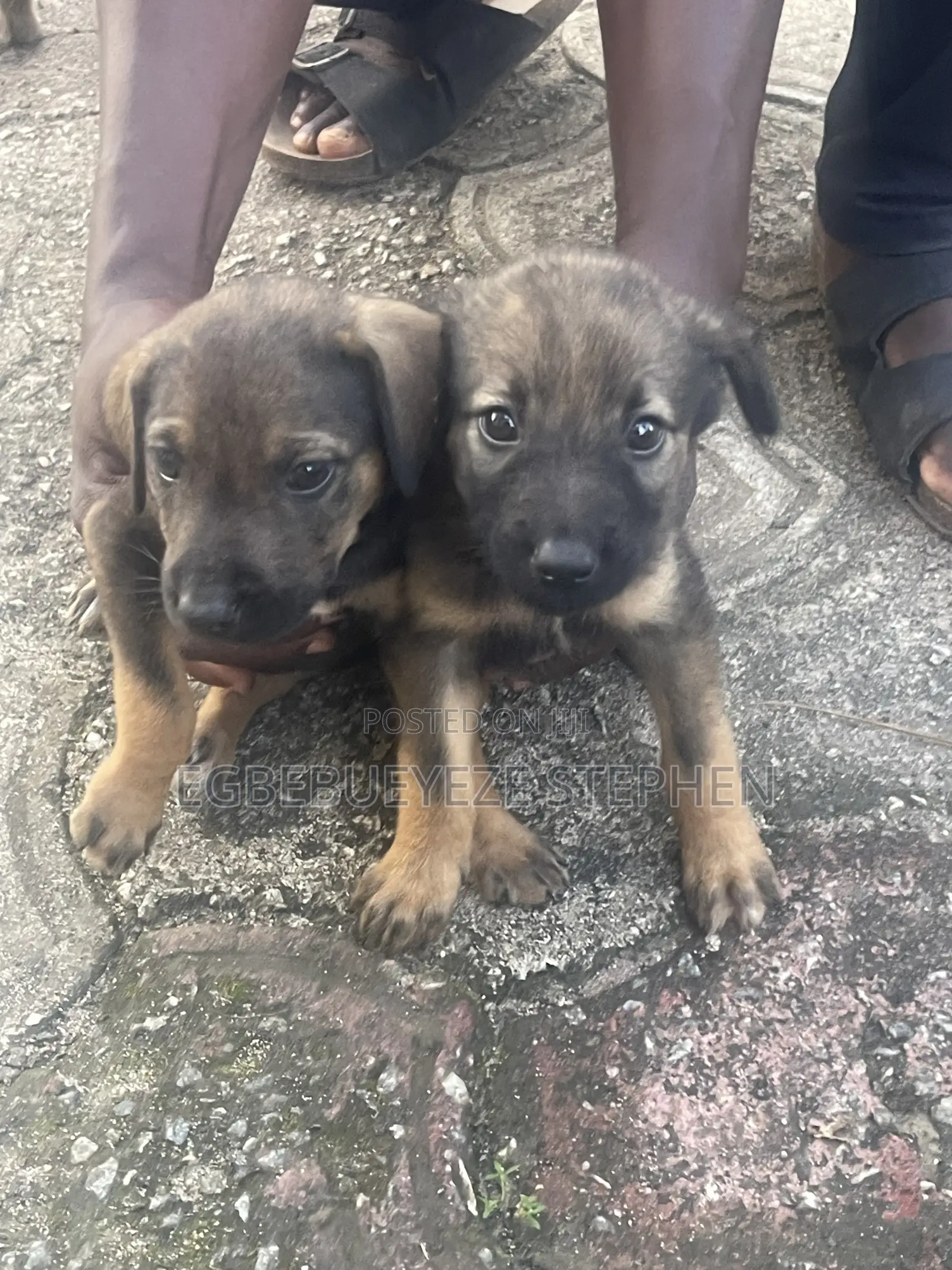 1-3 months Male Purebred German Shepherd