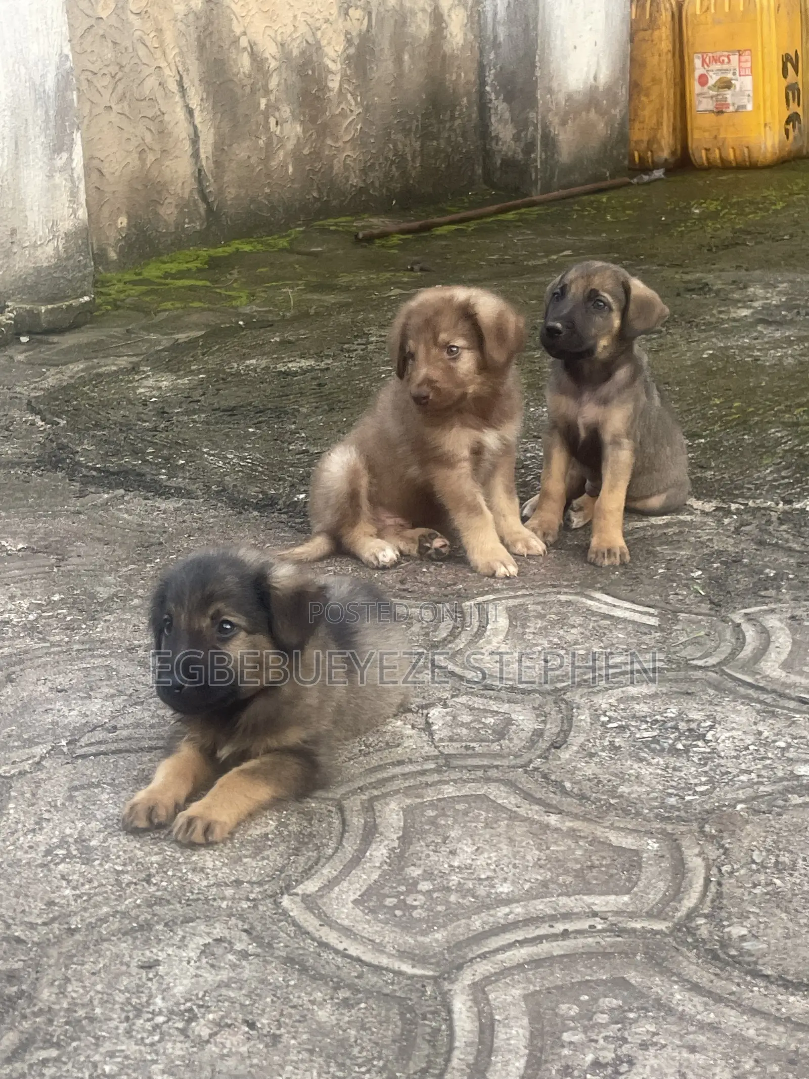 1-3 months Male Purebred German Shepherd