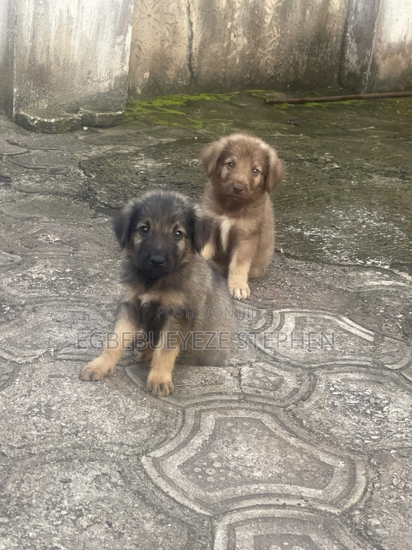 1-3 months Male Purebred German Shepherd