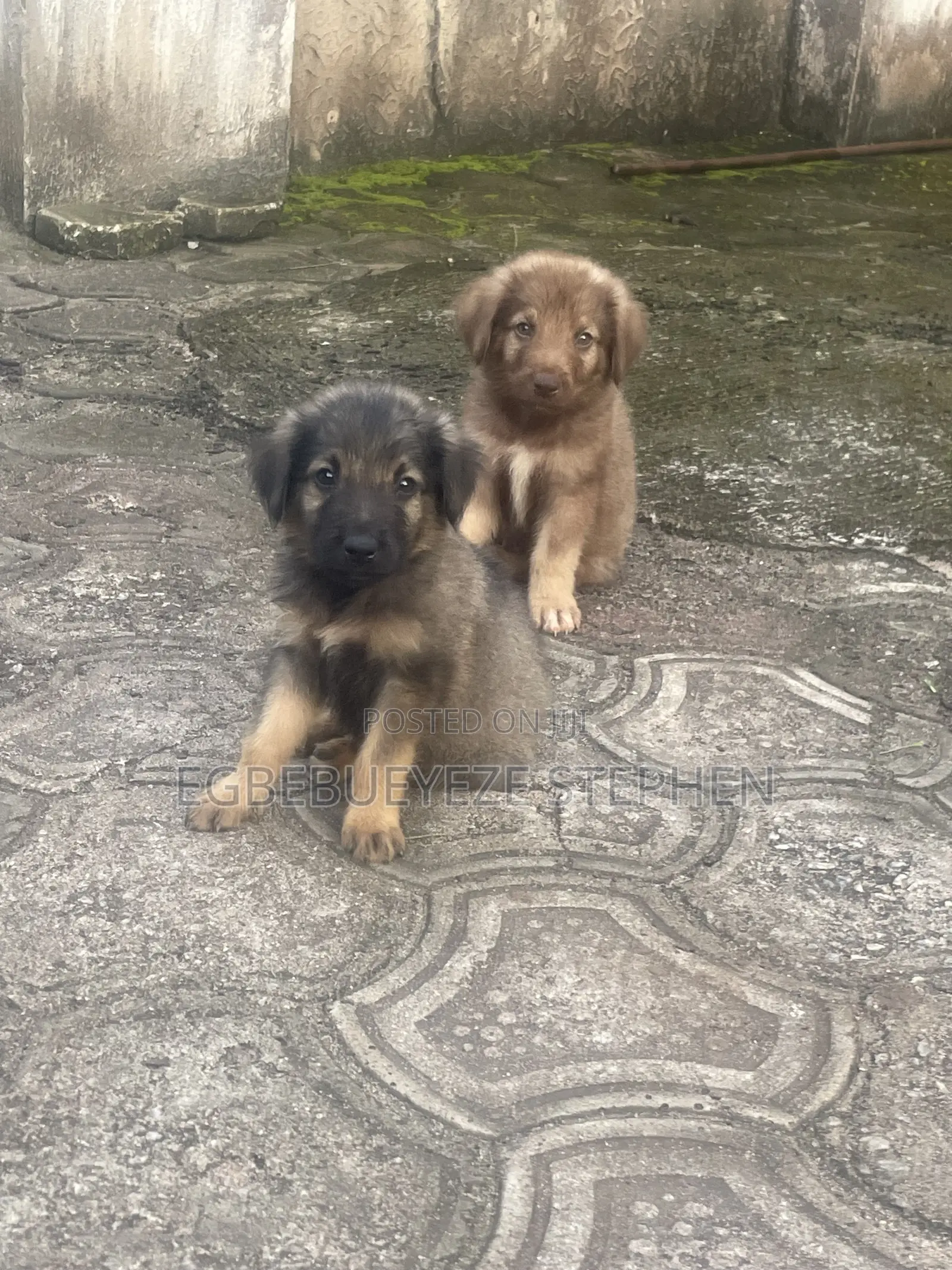 1-3 months Male Purebred German Shepherd
