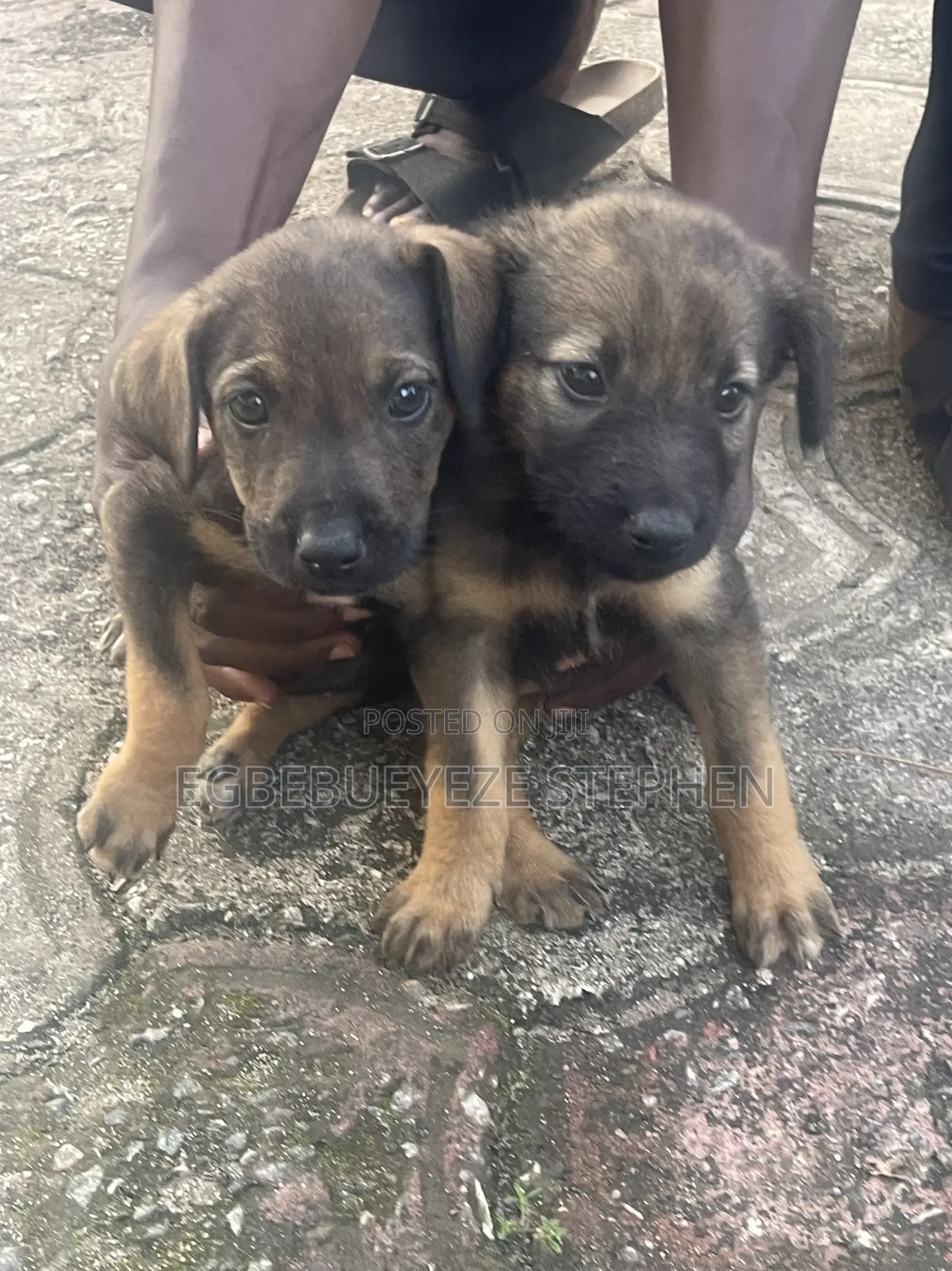 1-3 months Female Purebred German Shepherd