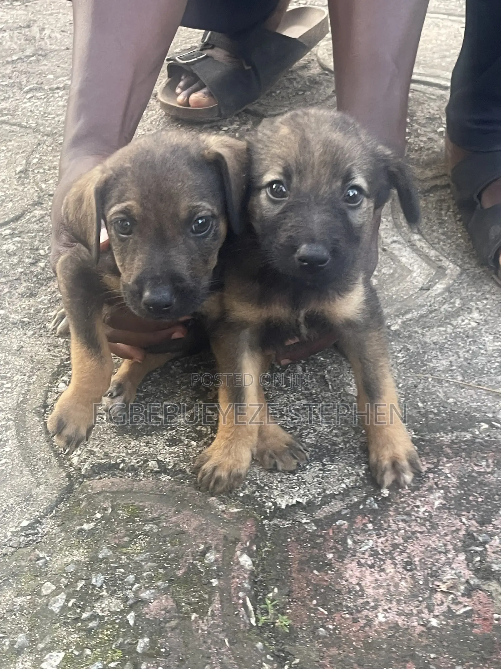 1-3 months Female Purebred German Shepherd